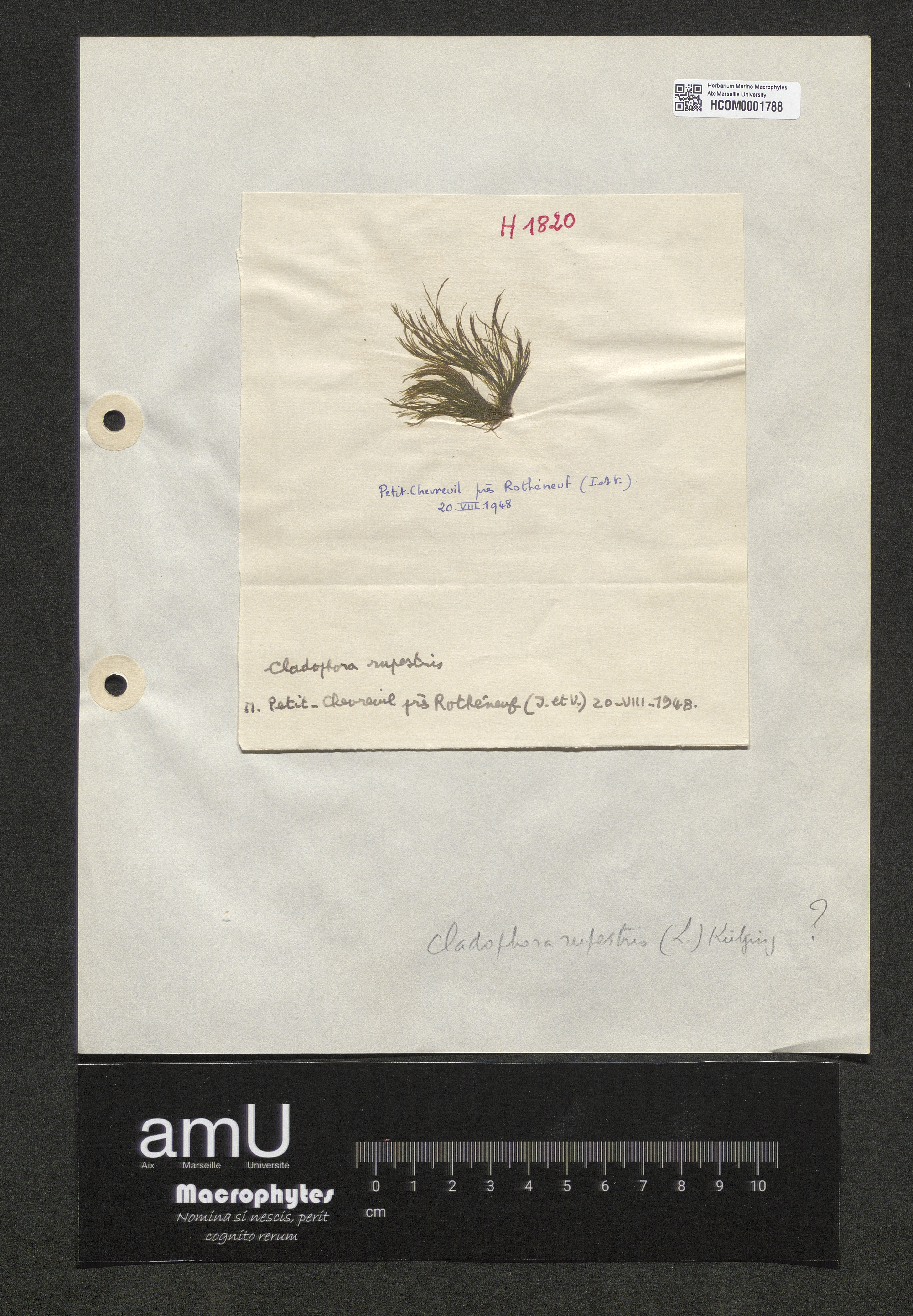 Cladophora rupestris specimen