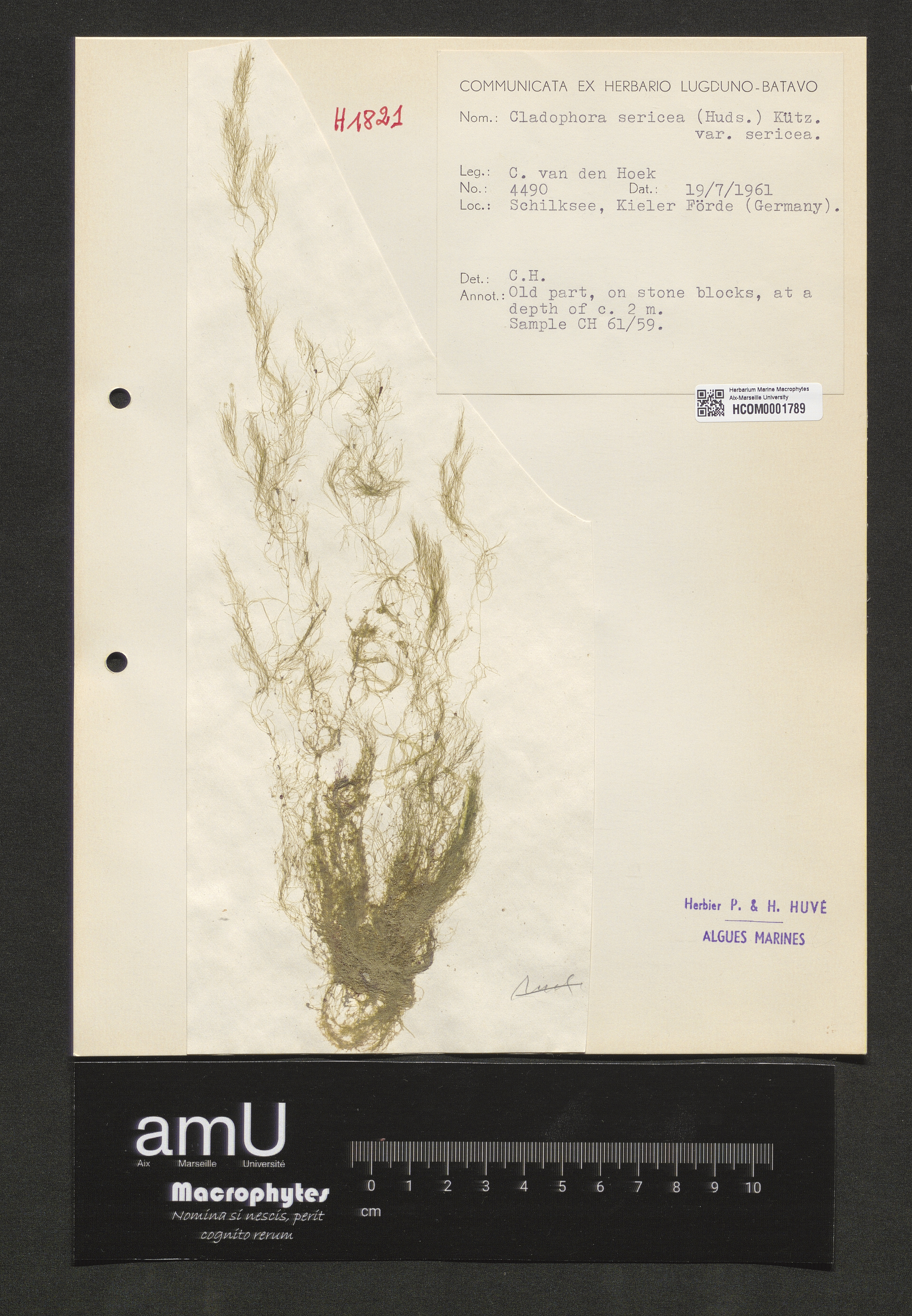 Cladophora sericea var.sericea specimen