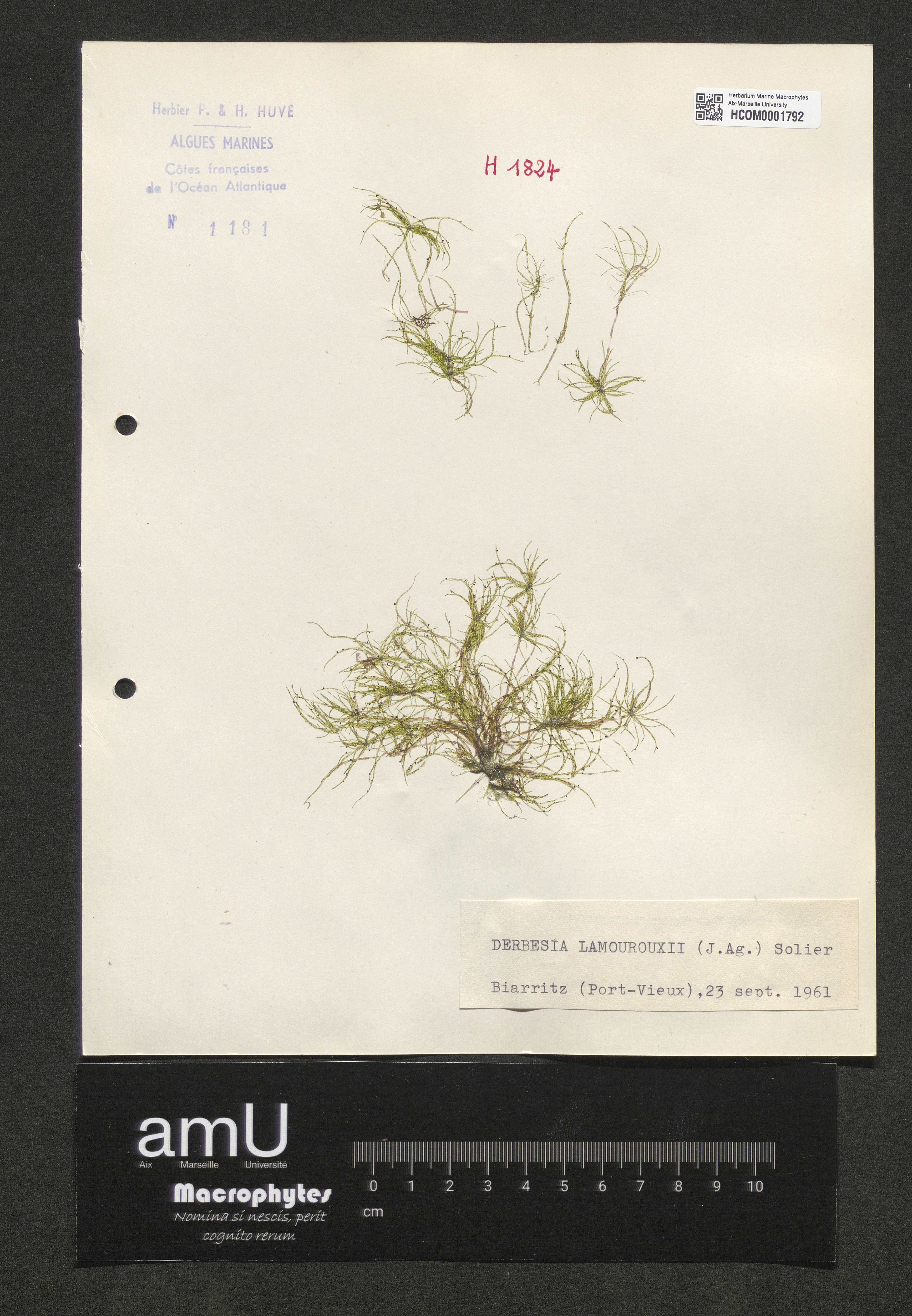 Derbesia lamourouxii specimen