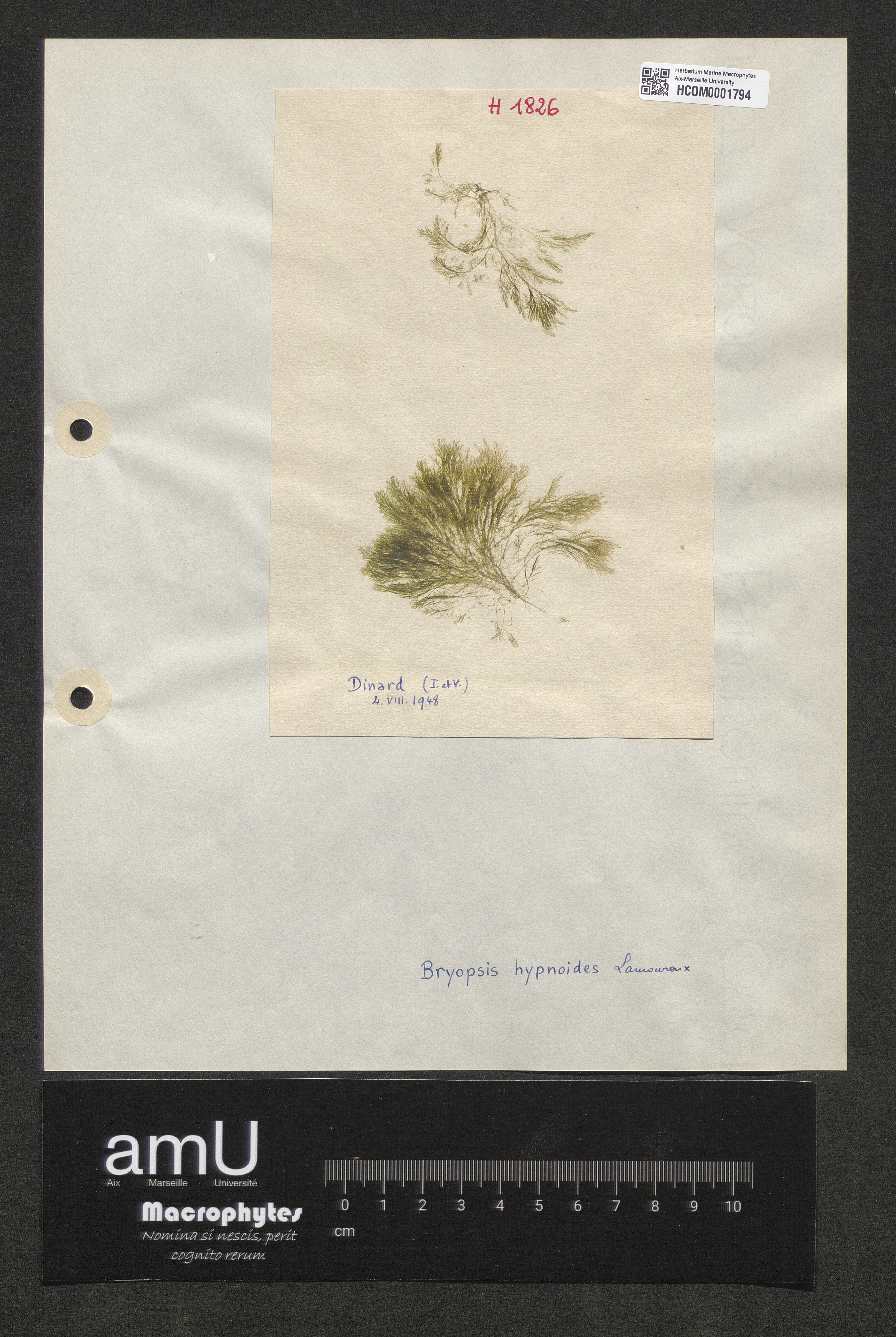 Bryopsis hypnoides specimen