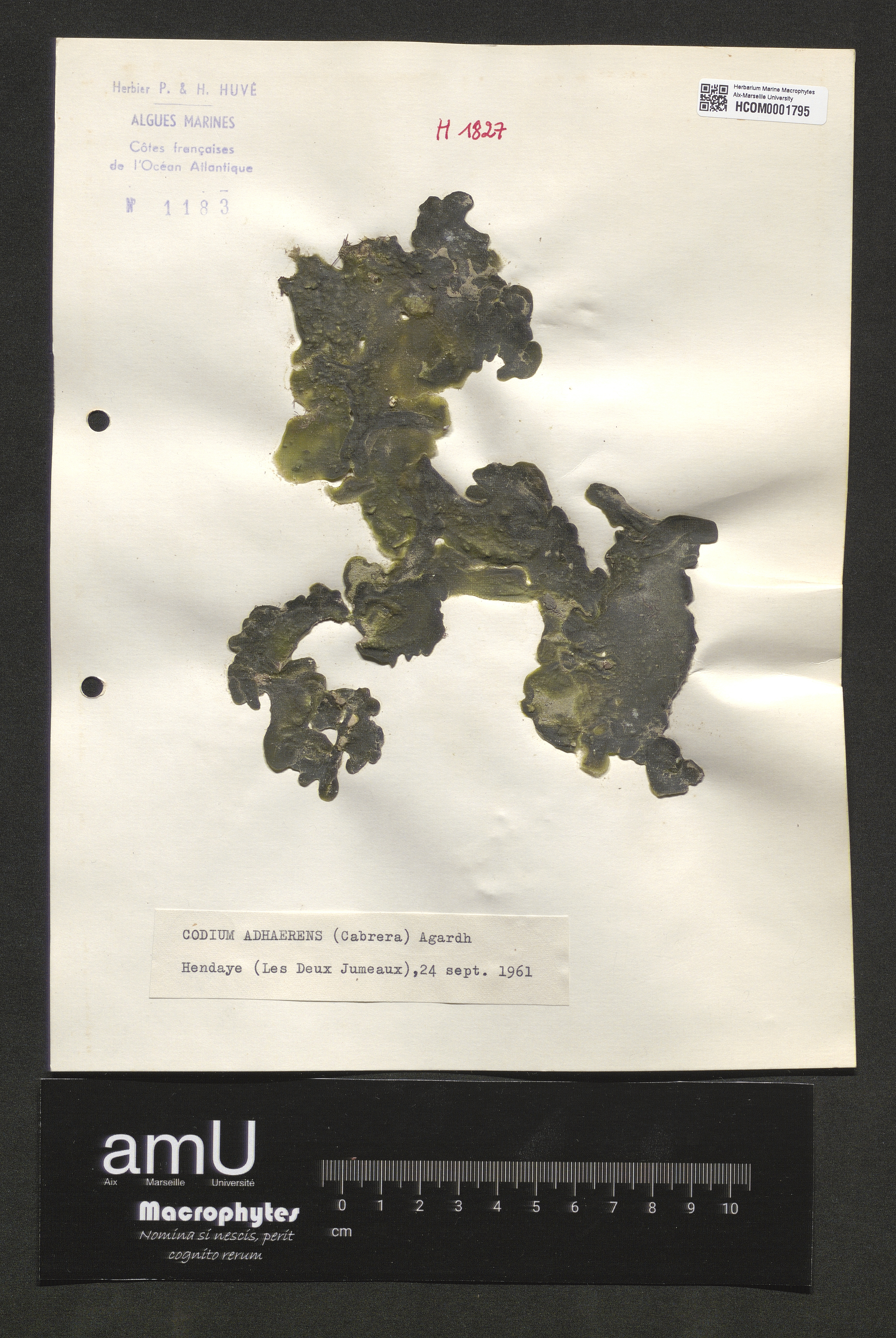Codium adhaerens specimen