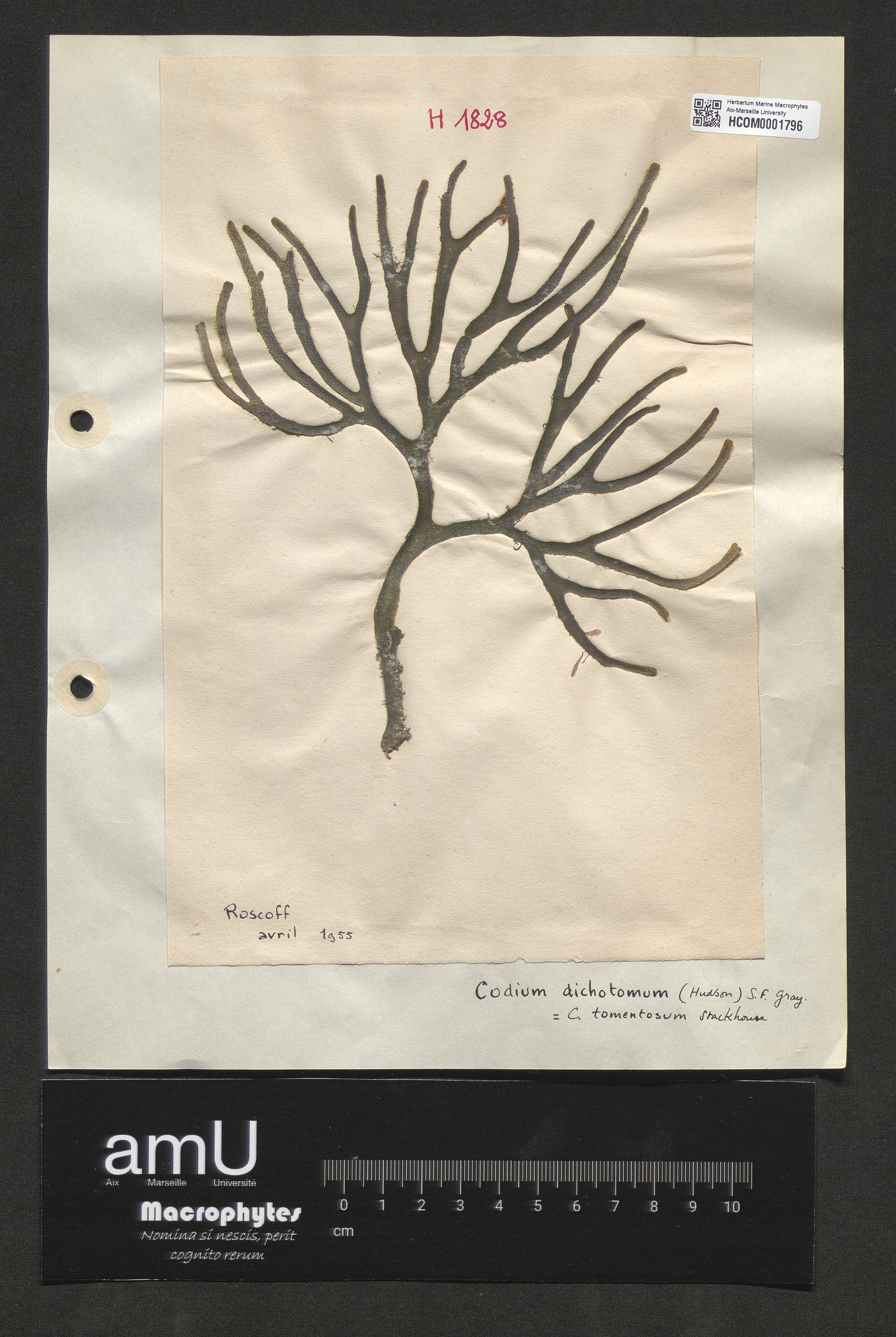 Codium dichotomum specimen