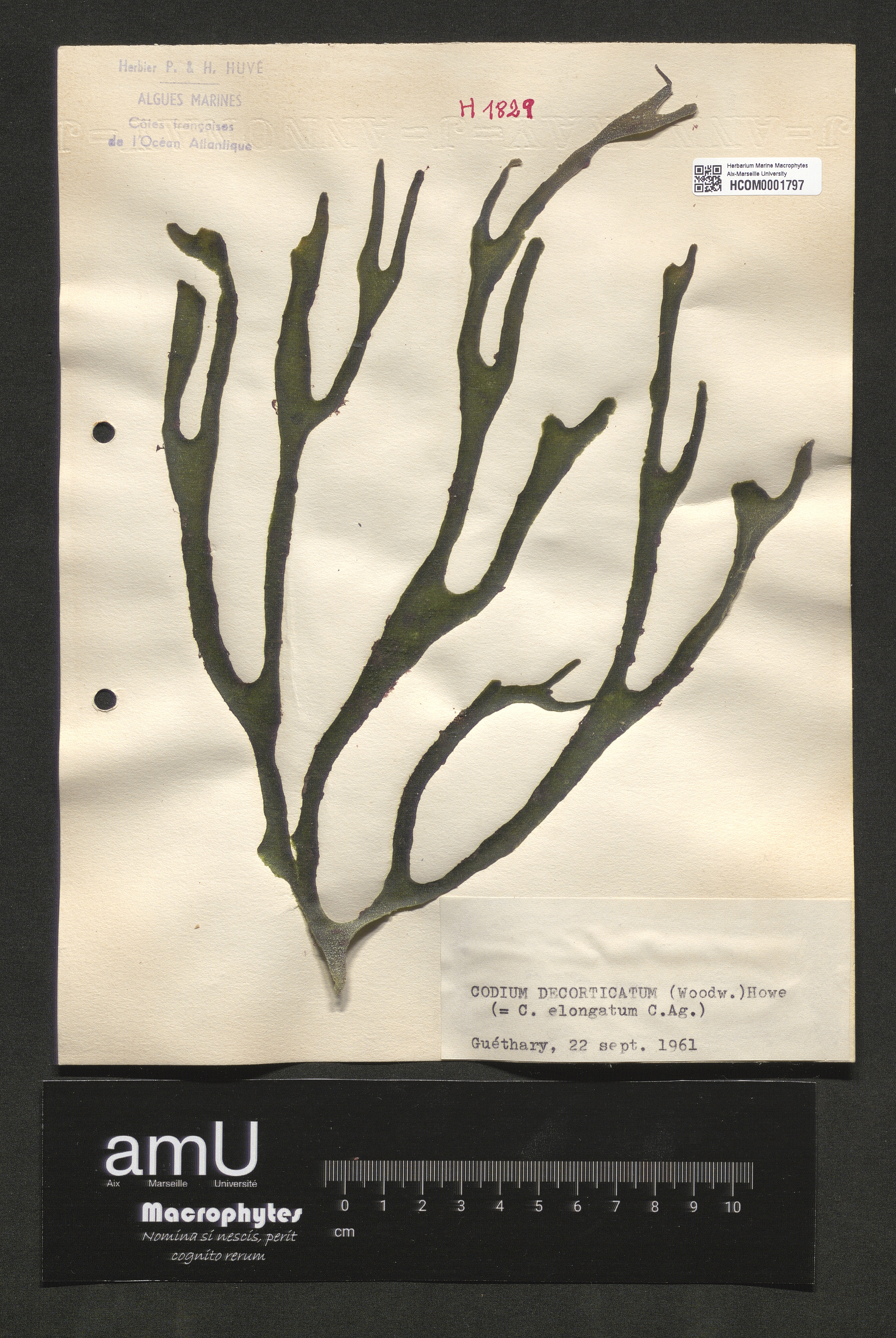 Codium decorticatum specimen