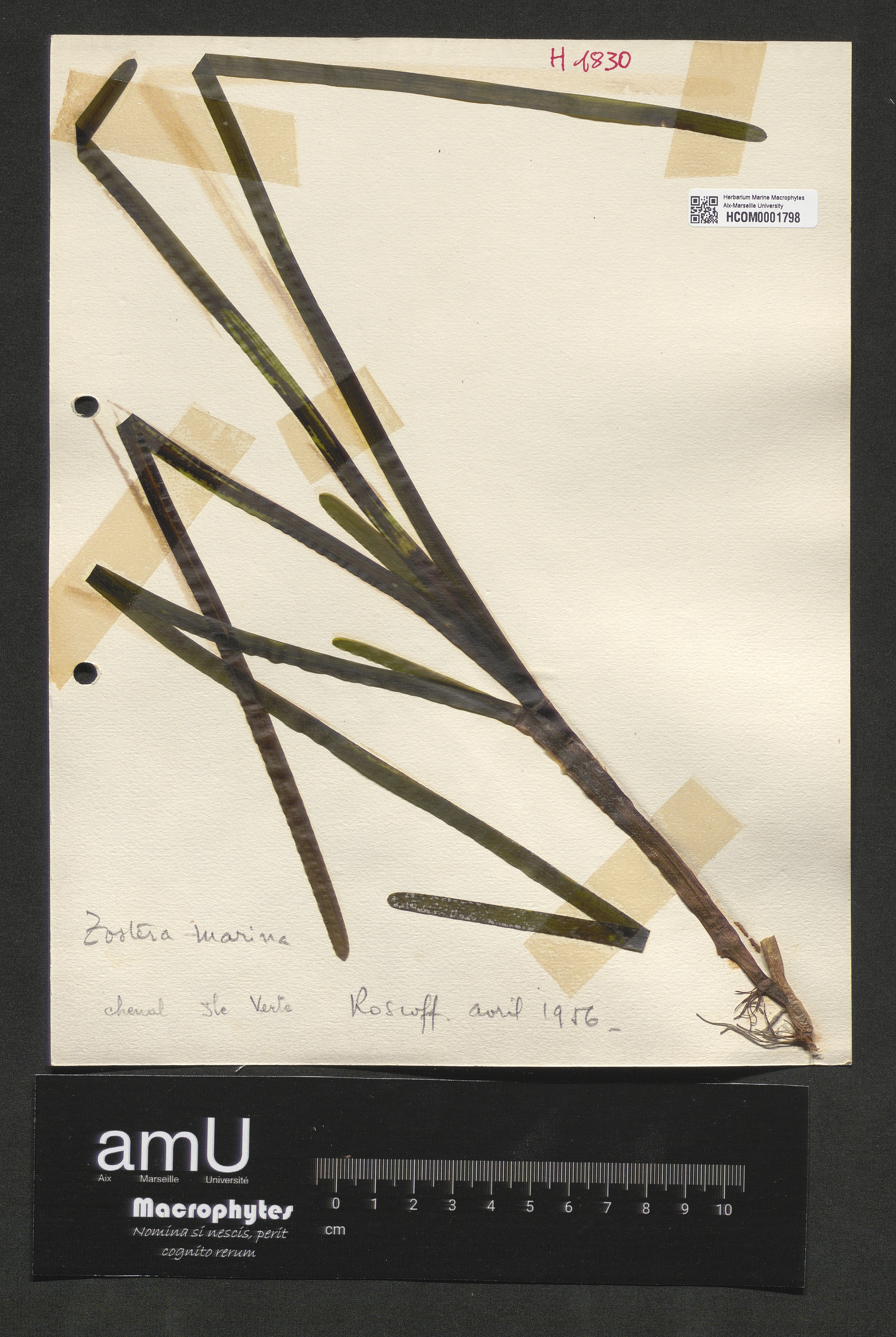 Zostera marina specimen
