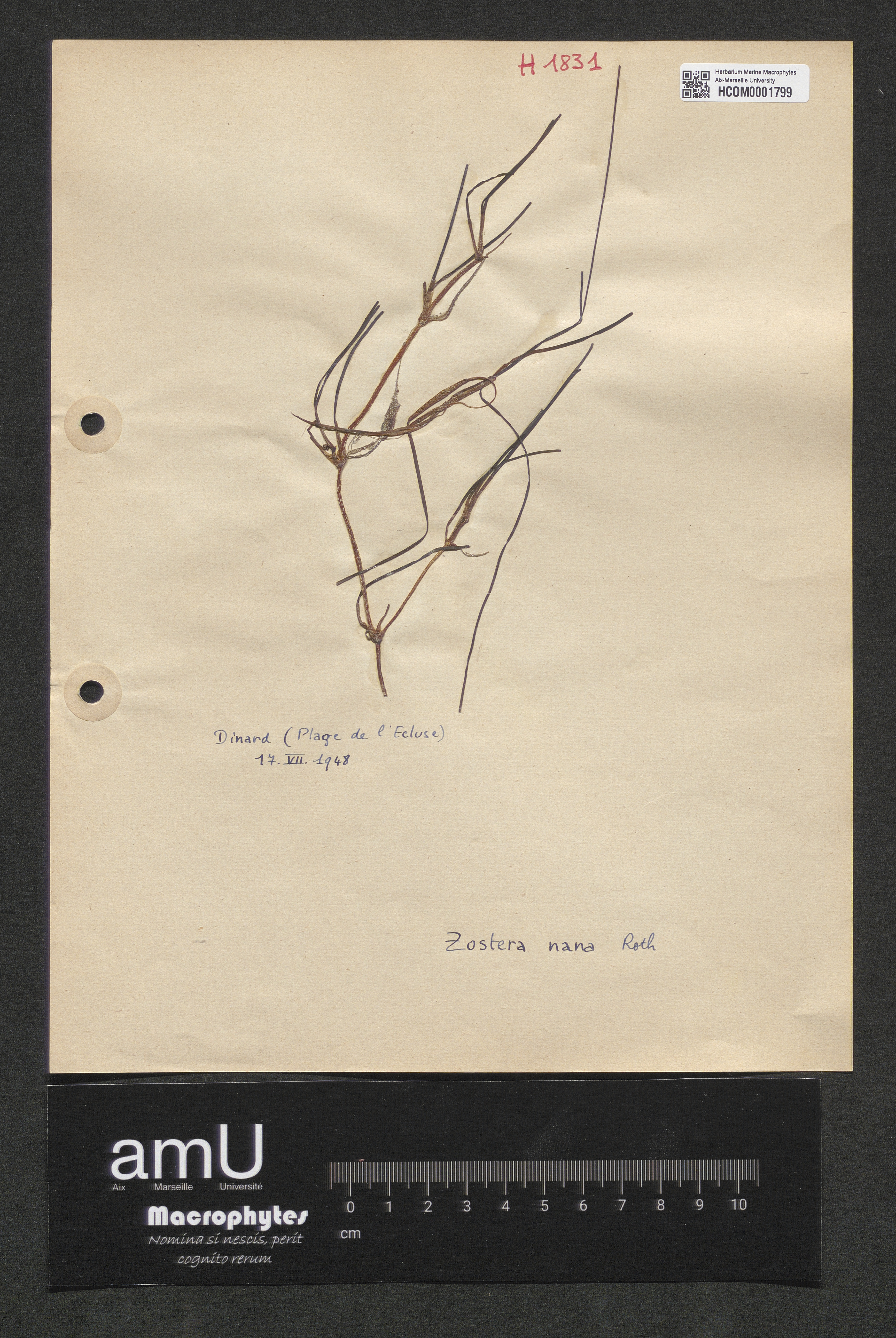 Zostera nana specimen