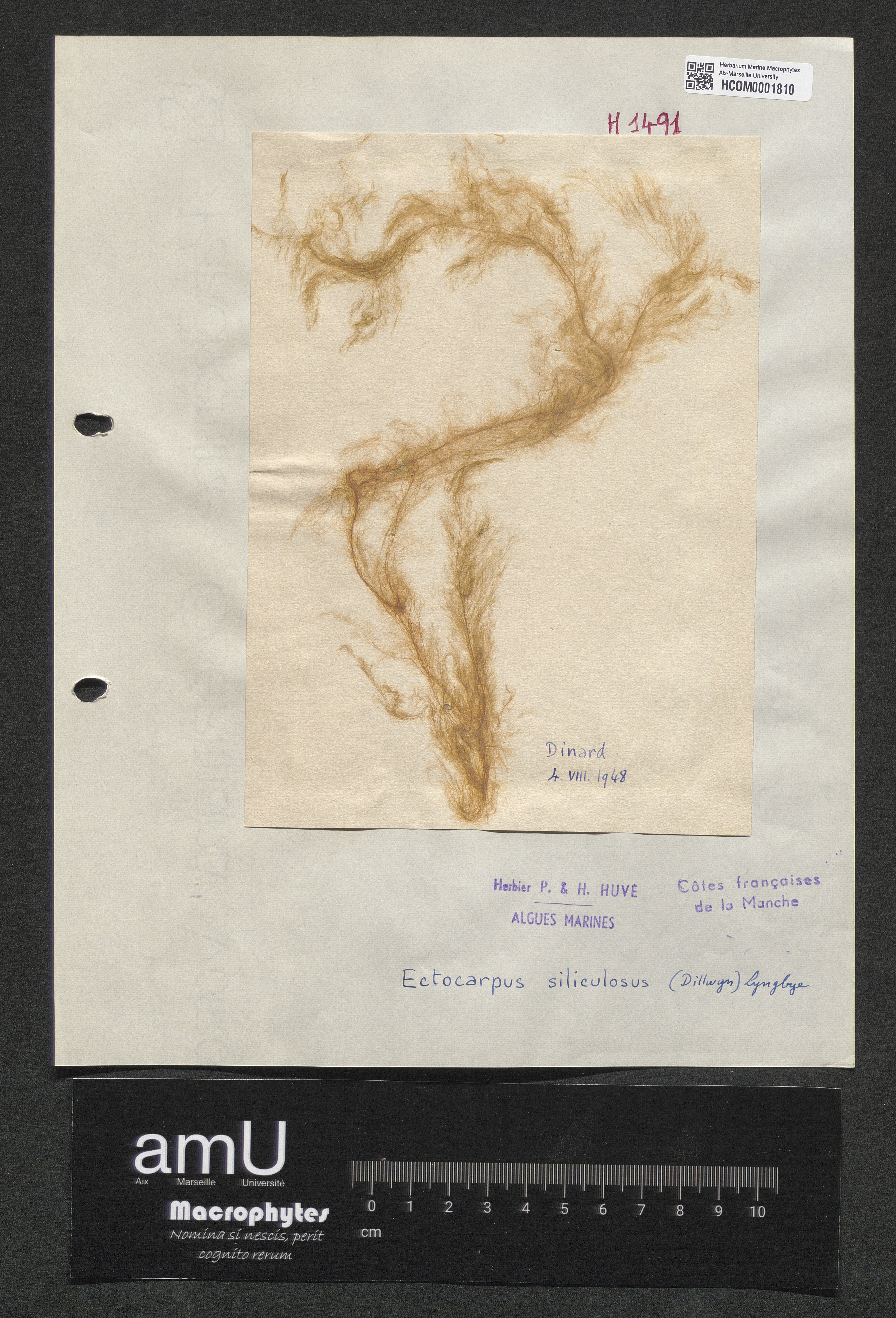 Ectocarpus siliculosus specimen