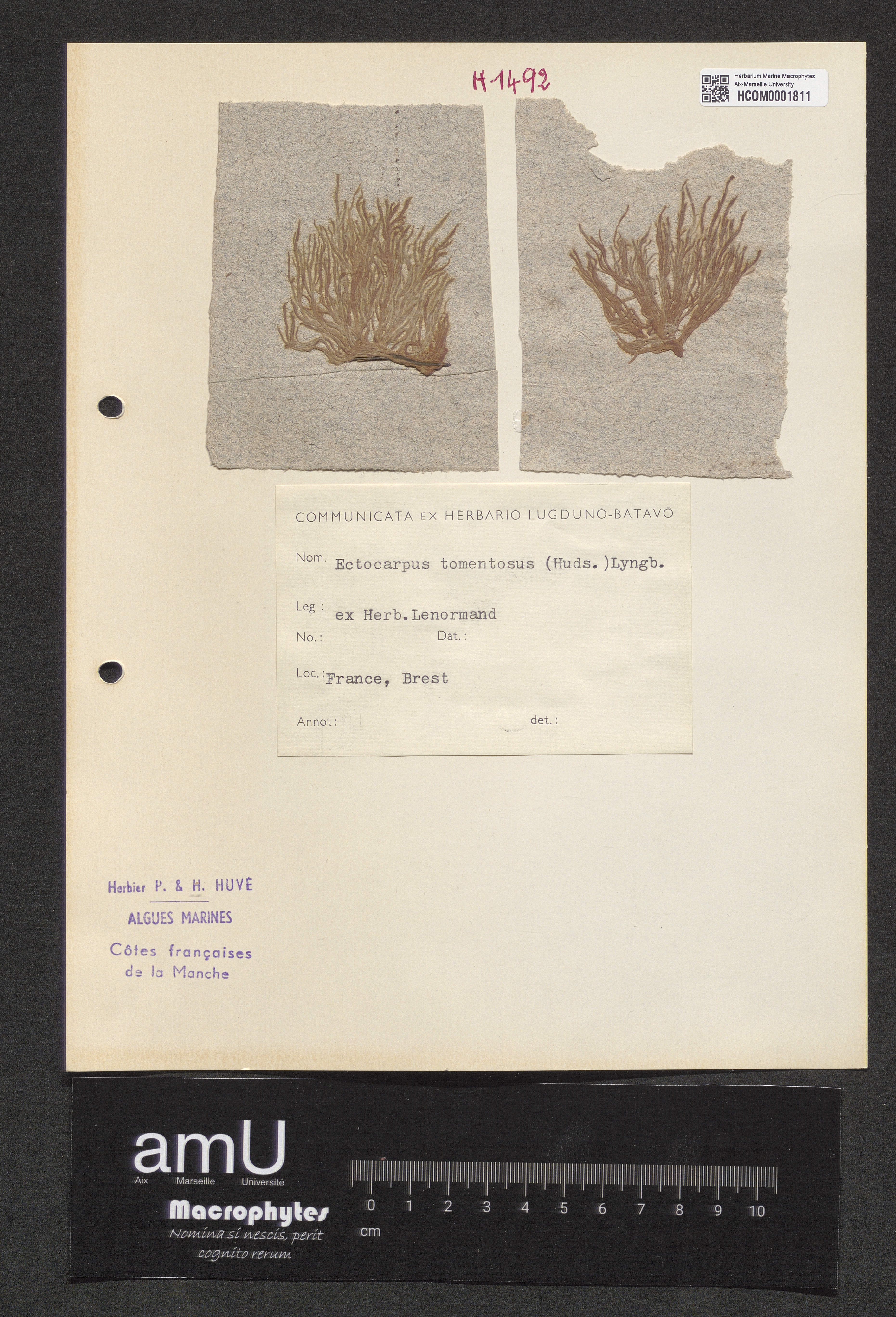 Ectocarpus tomentosus specimen