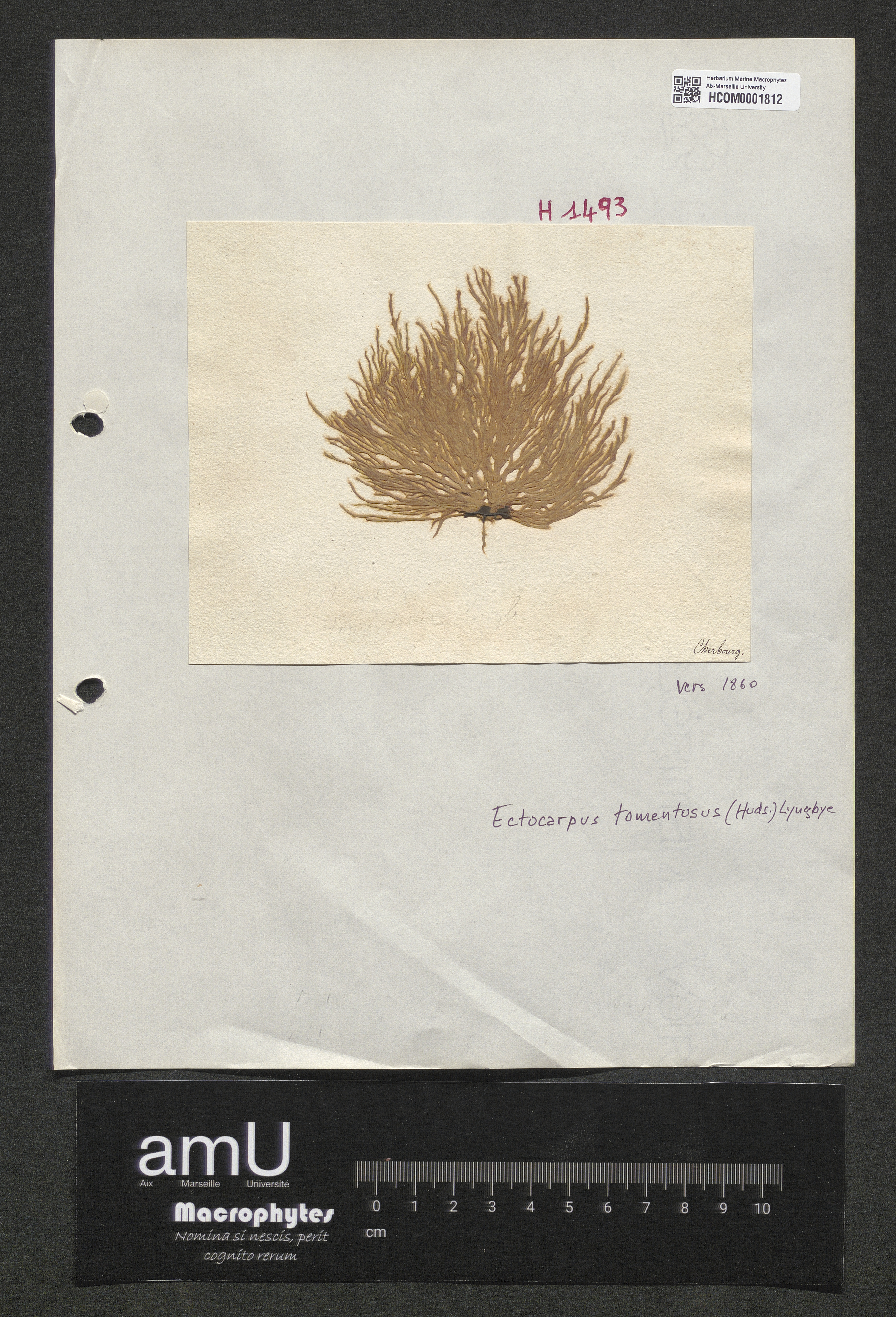 Ectocarpus tomentosus specimen