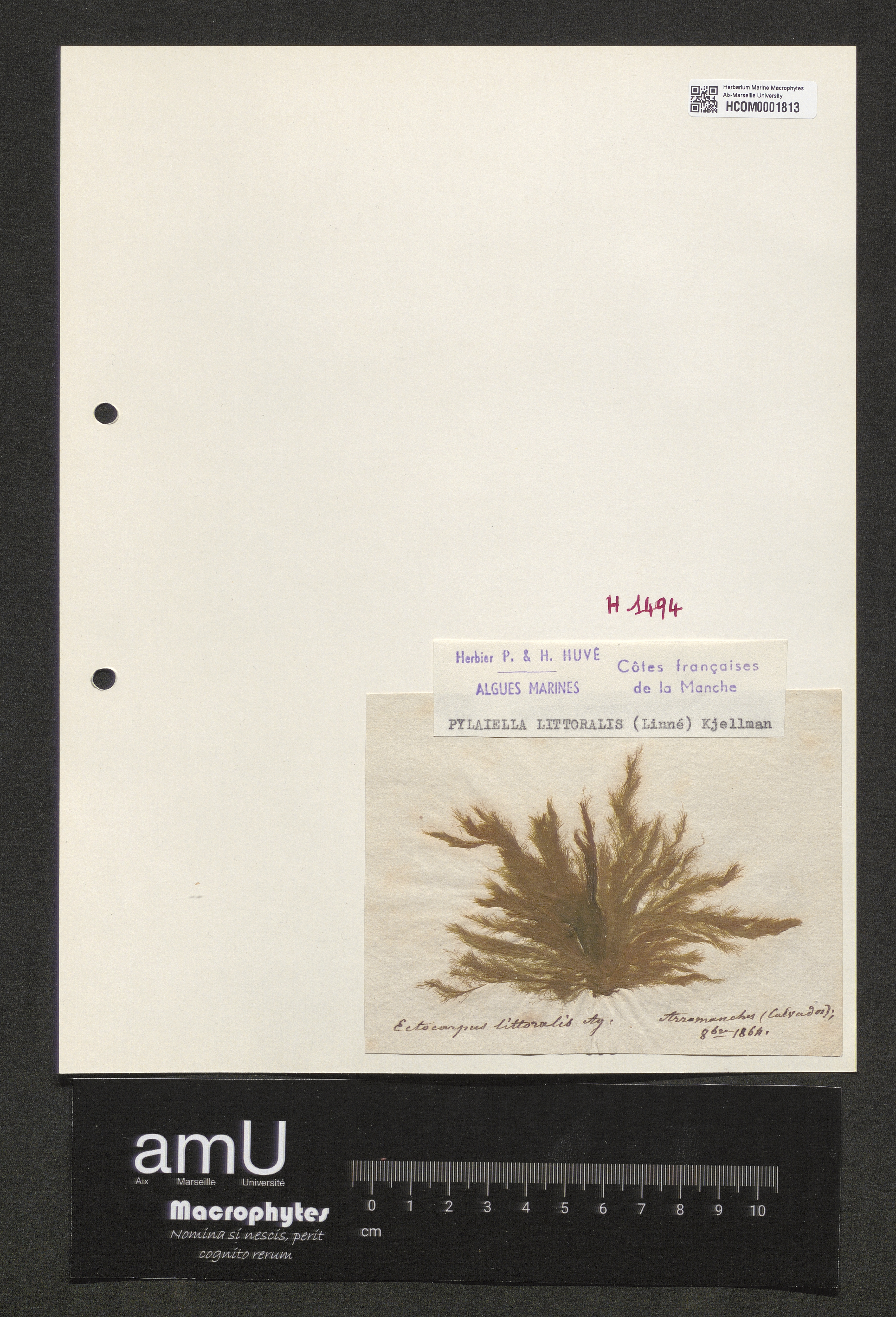 Pylaiella littoralis specimen