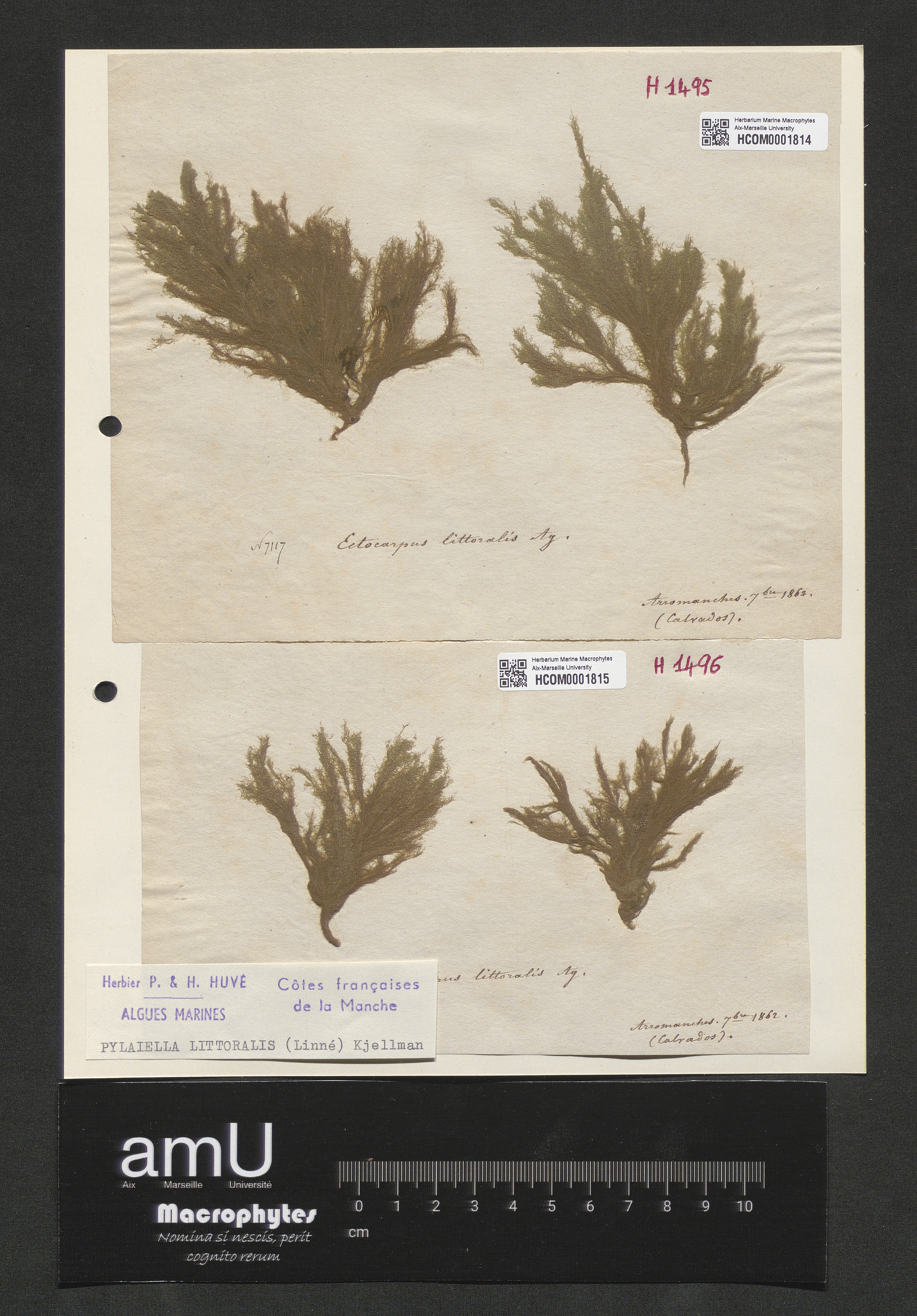 Pylaiella littoralis specimen