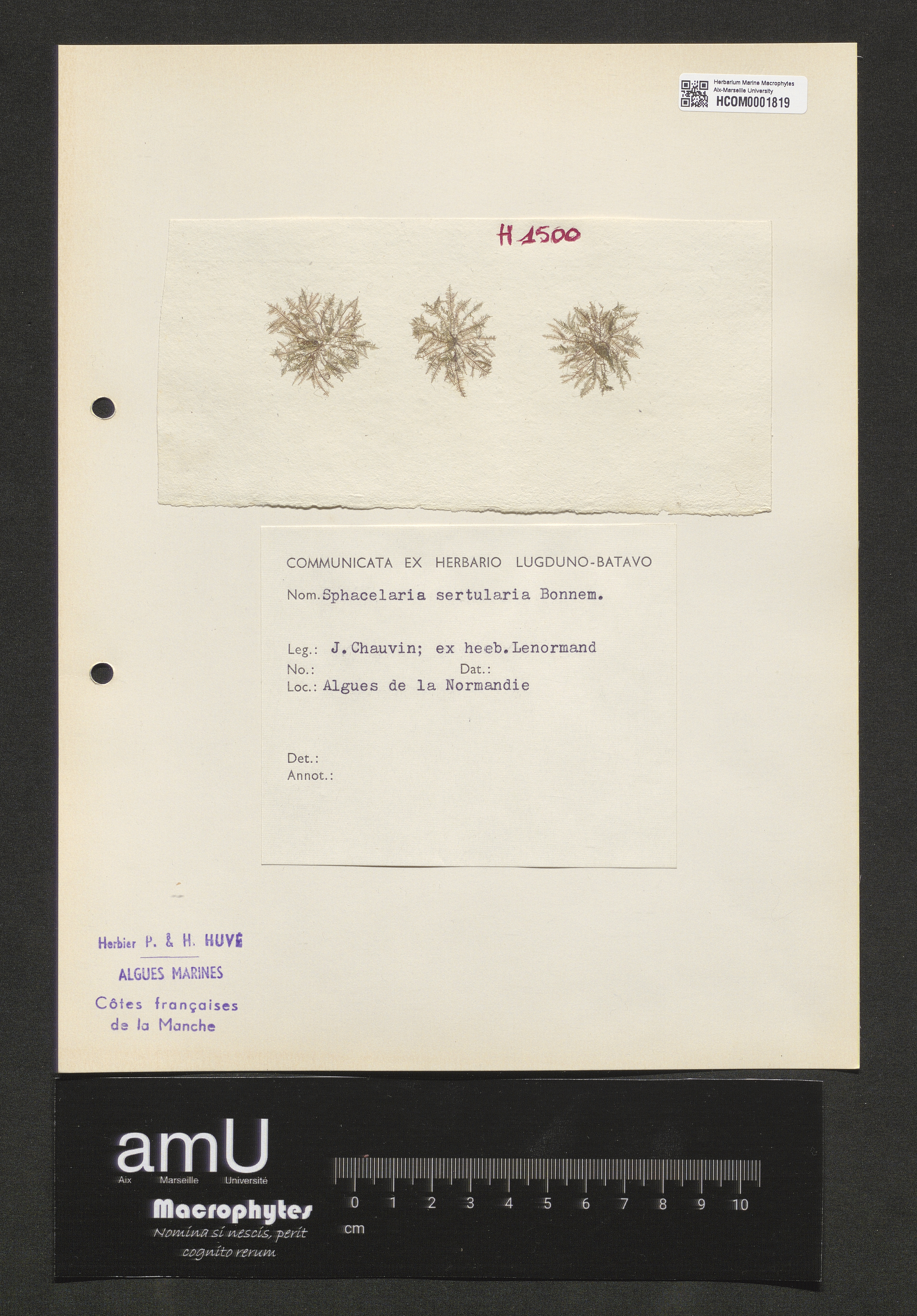 Sphacelaria sertularia specimen