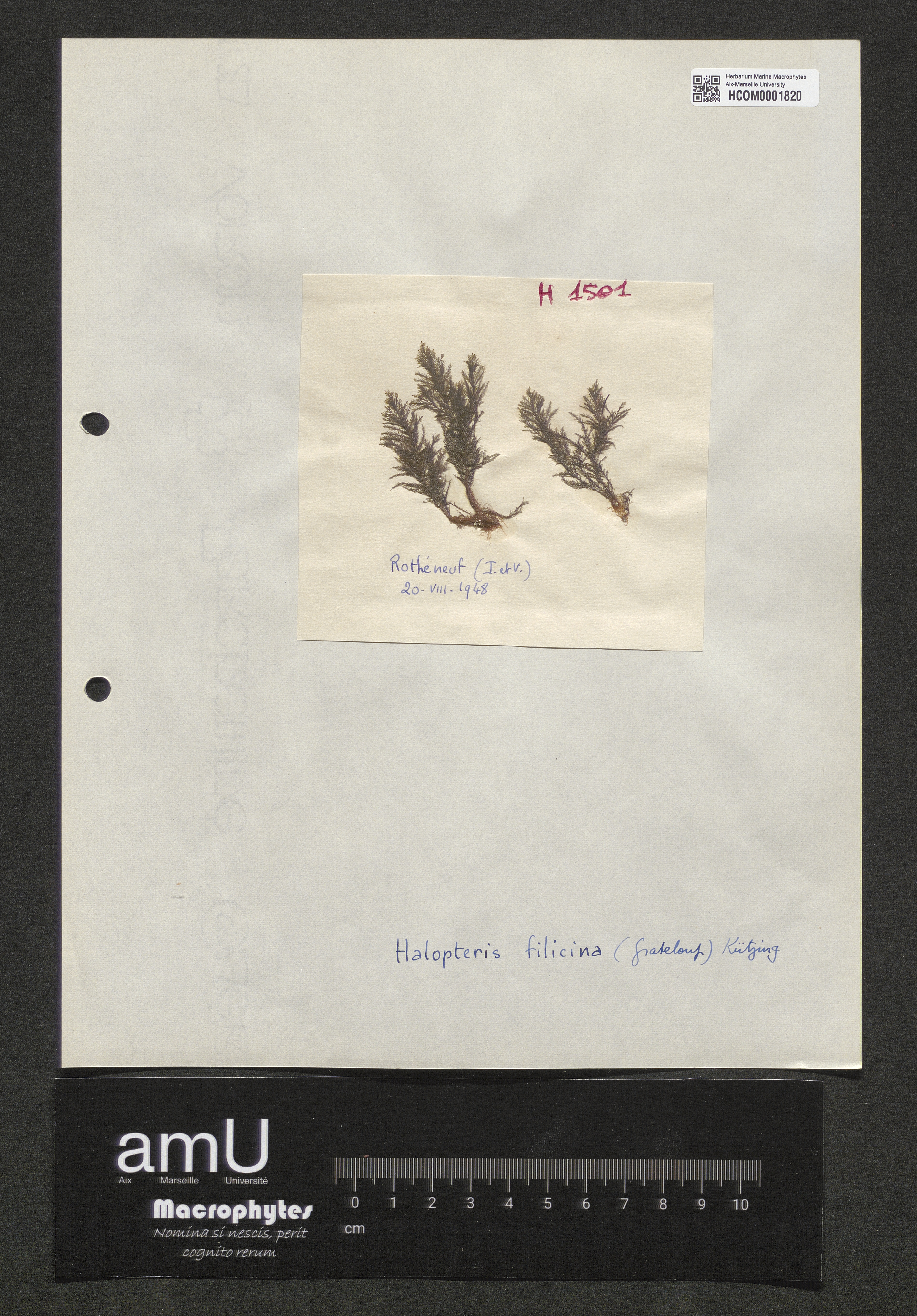 Halopteris filicina specimen