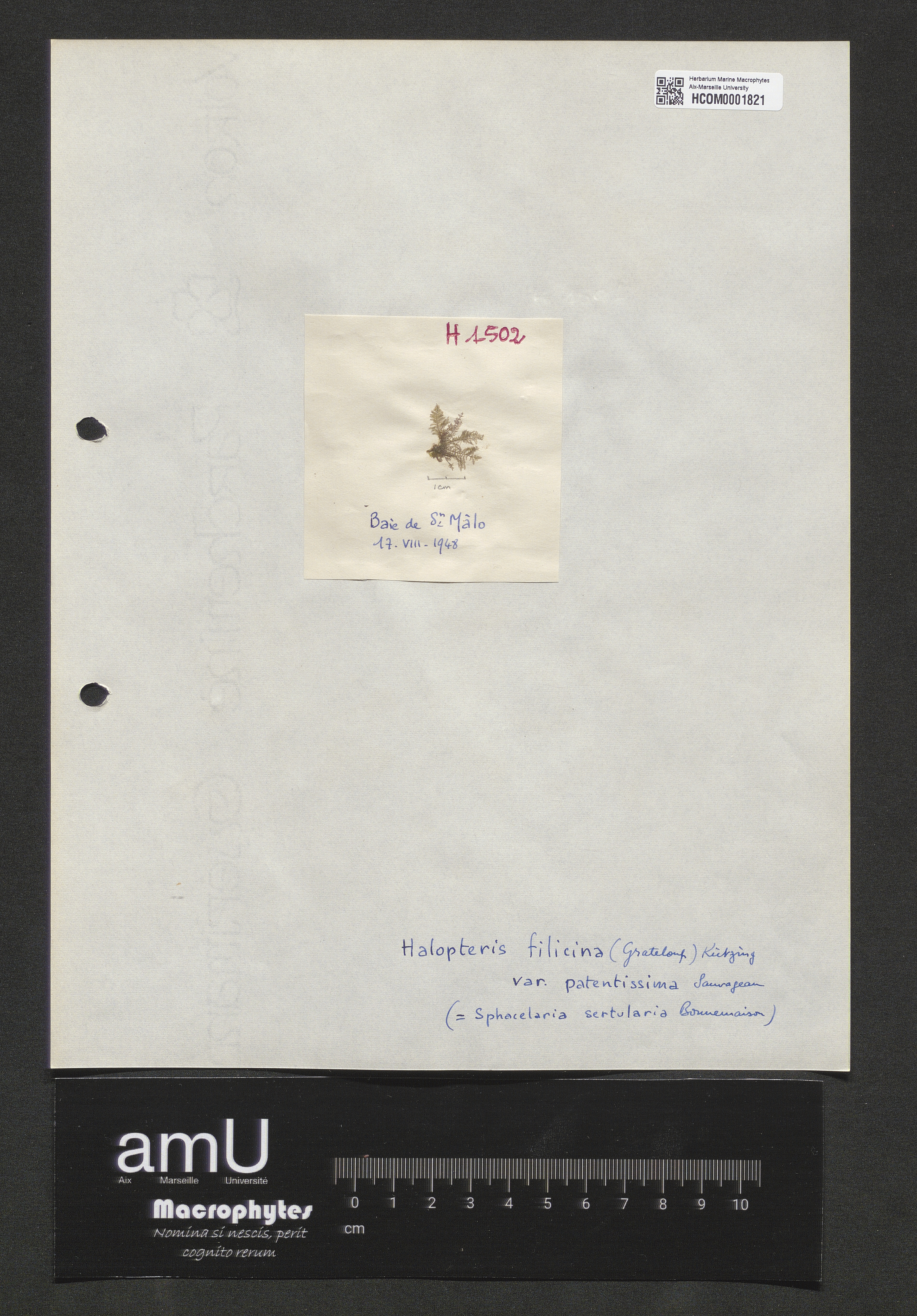 Halopteris filicina var. patentissima specimen