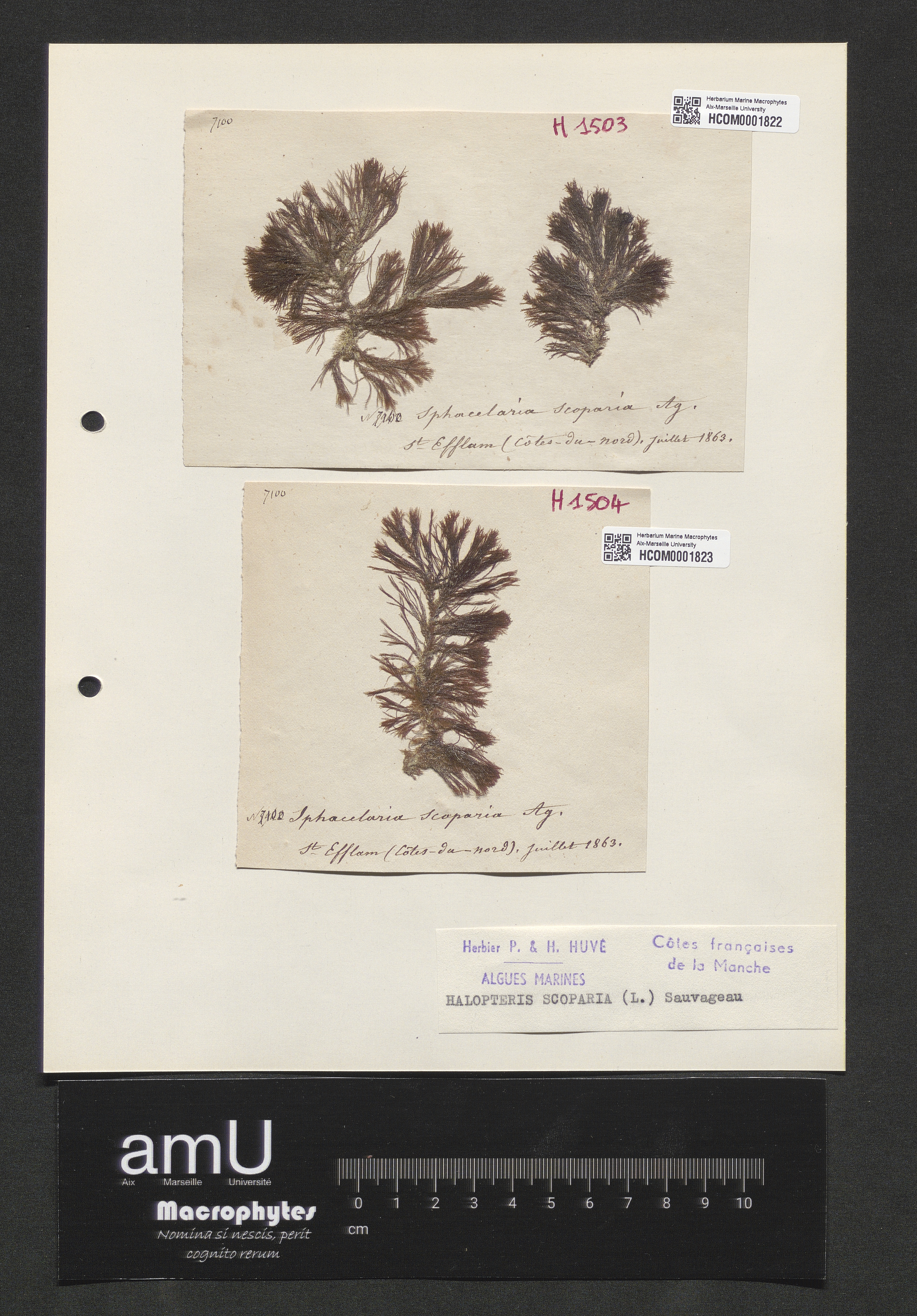 Halopteris scoparia specimen