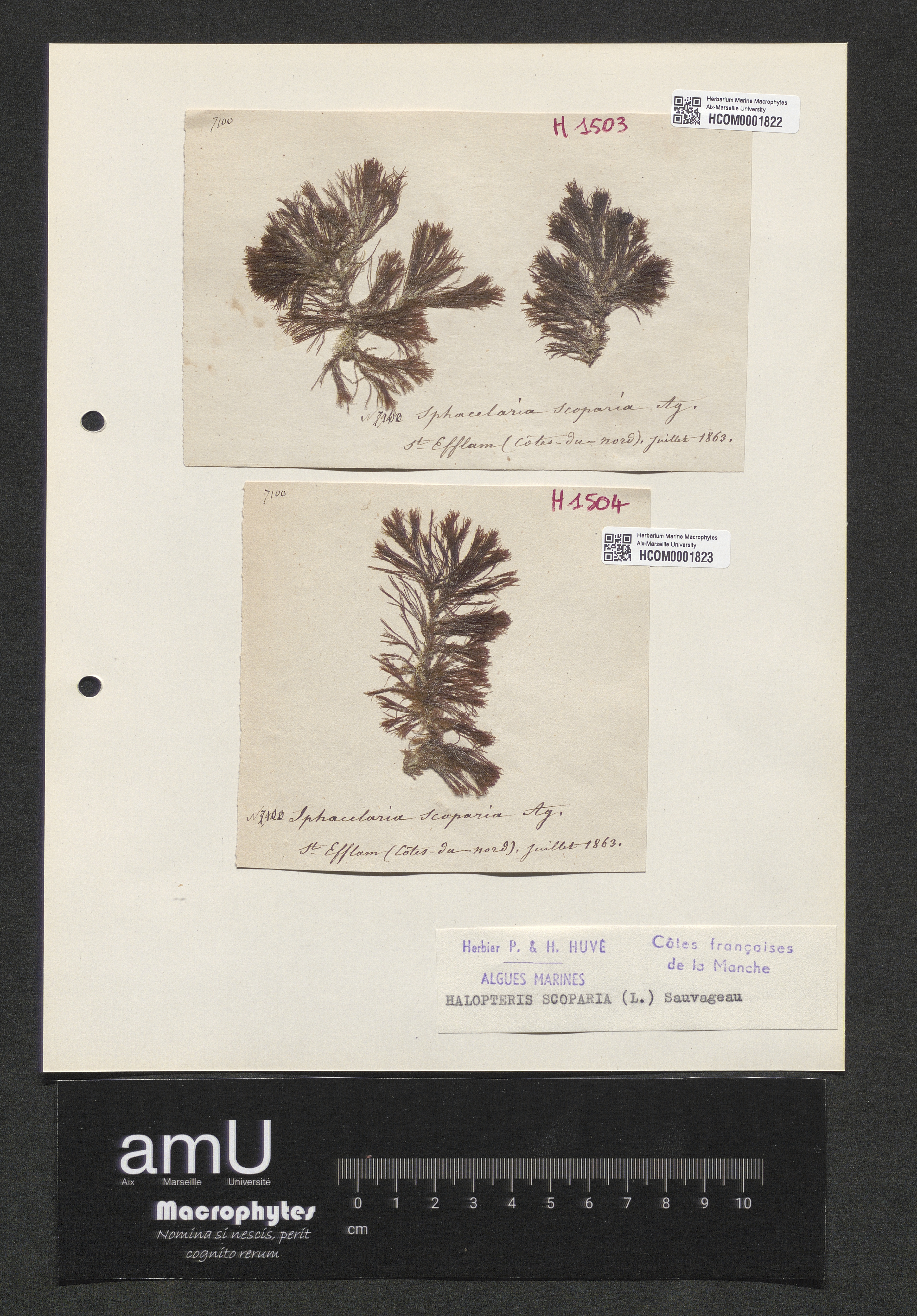 Halopteris scoparia specimen