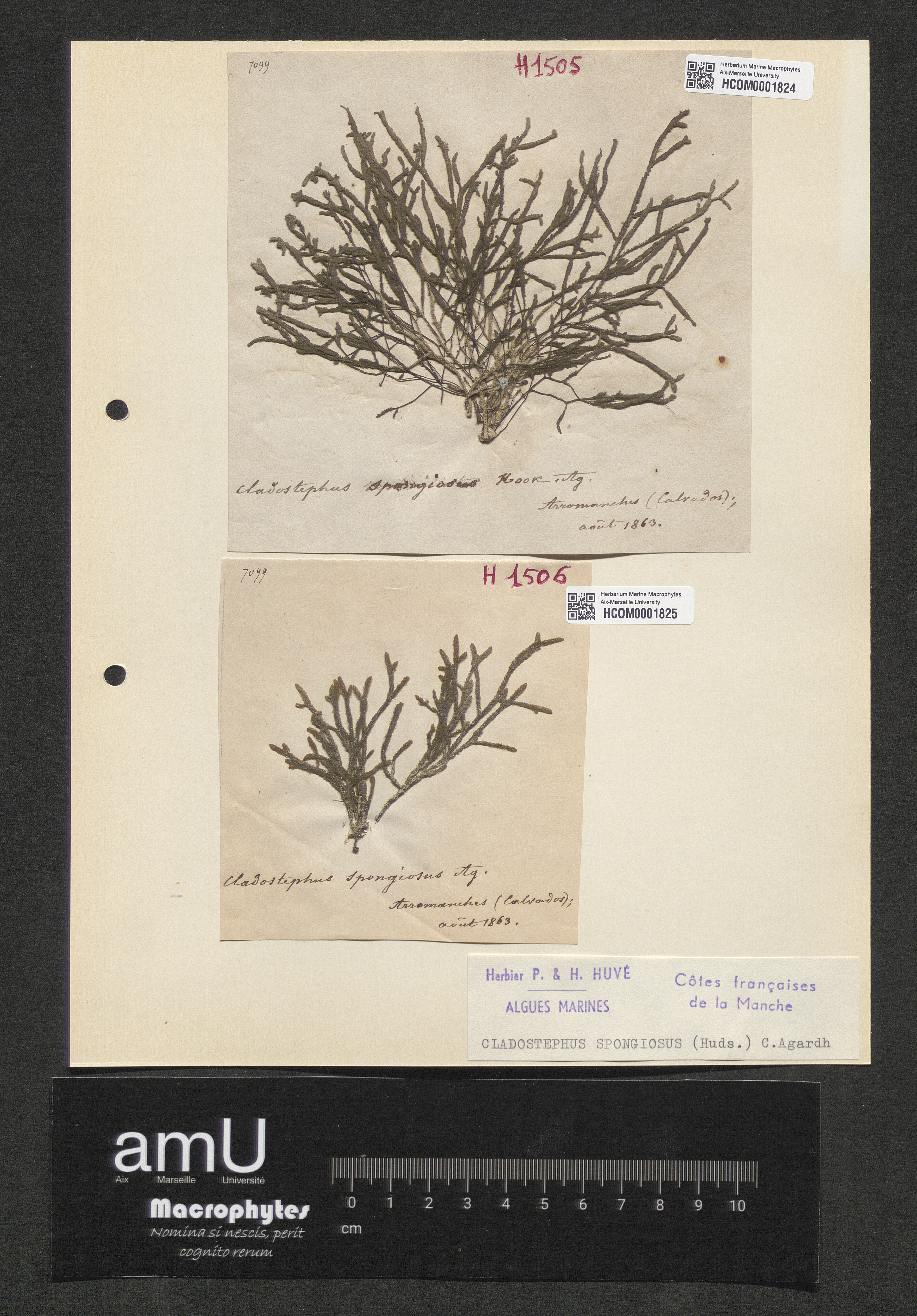 Cladostephus spongiosus specimen