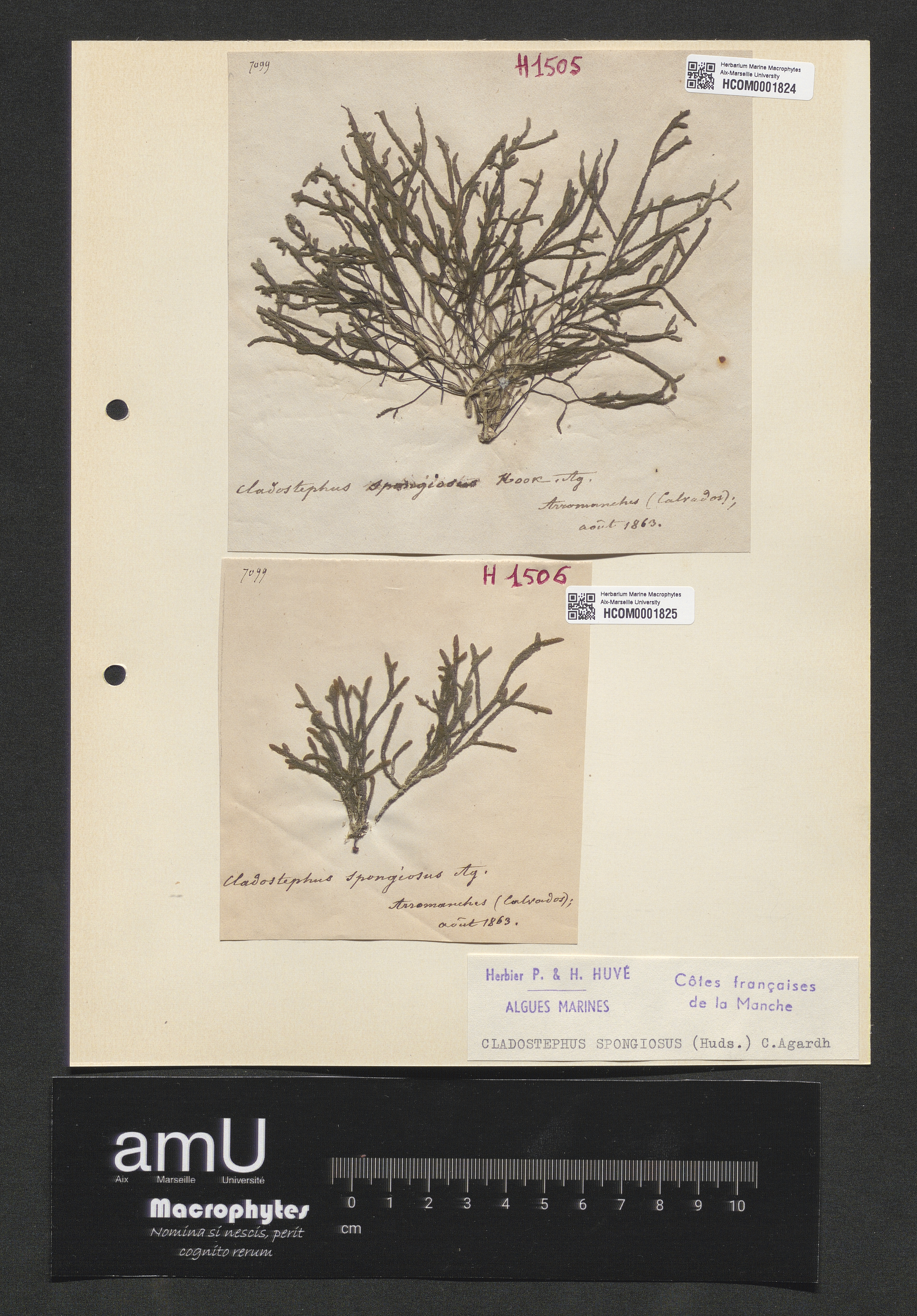 Cladostephus spongiosus specimen