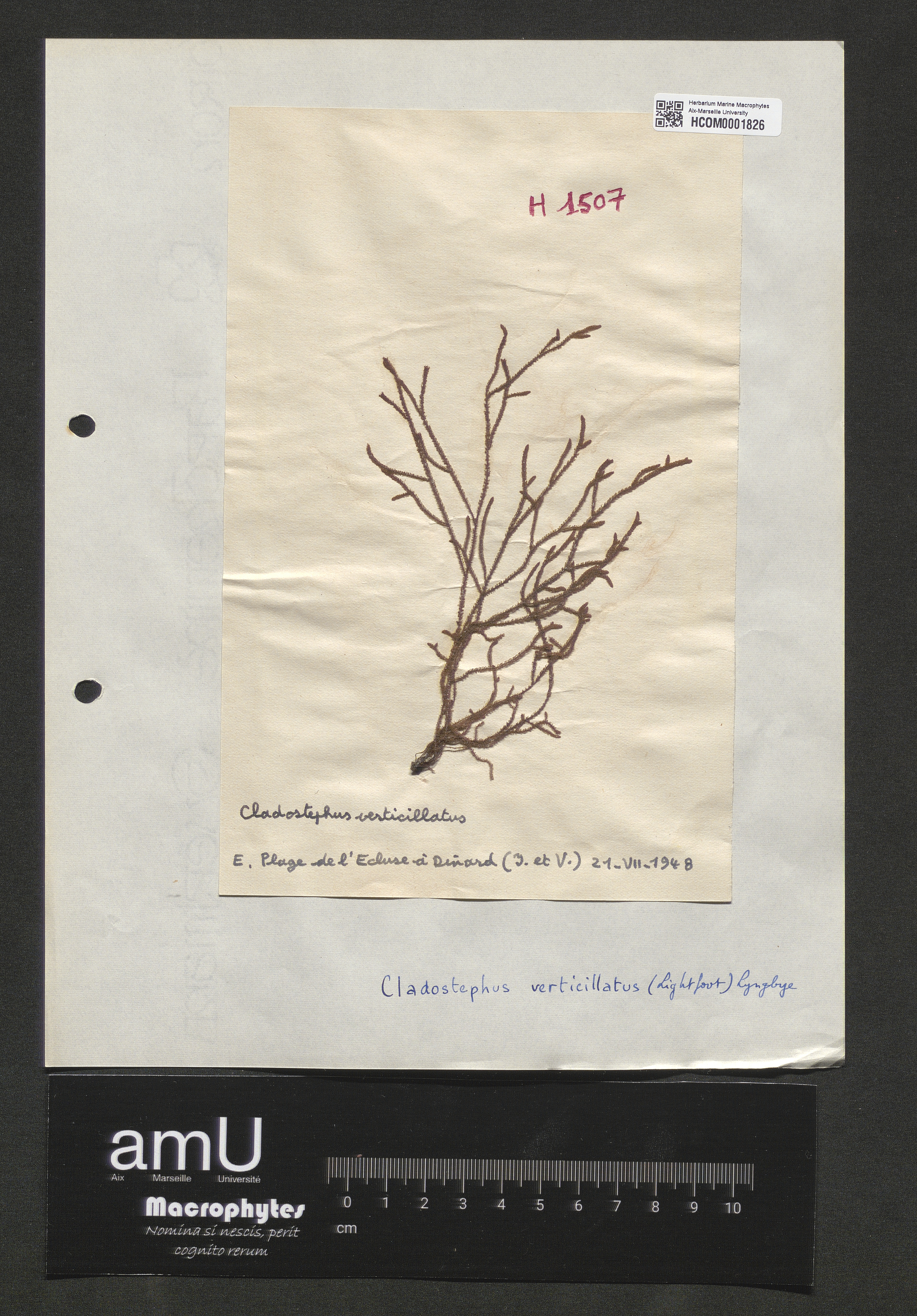 Cladostephus verticillatus specimen