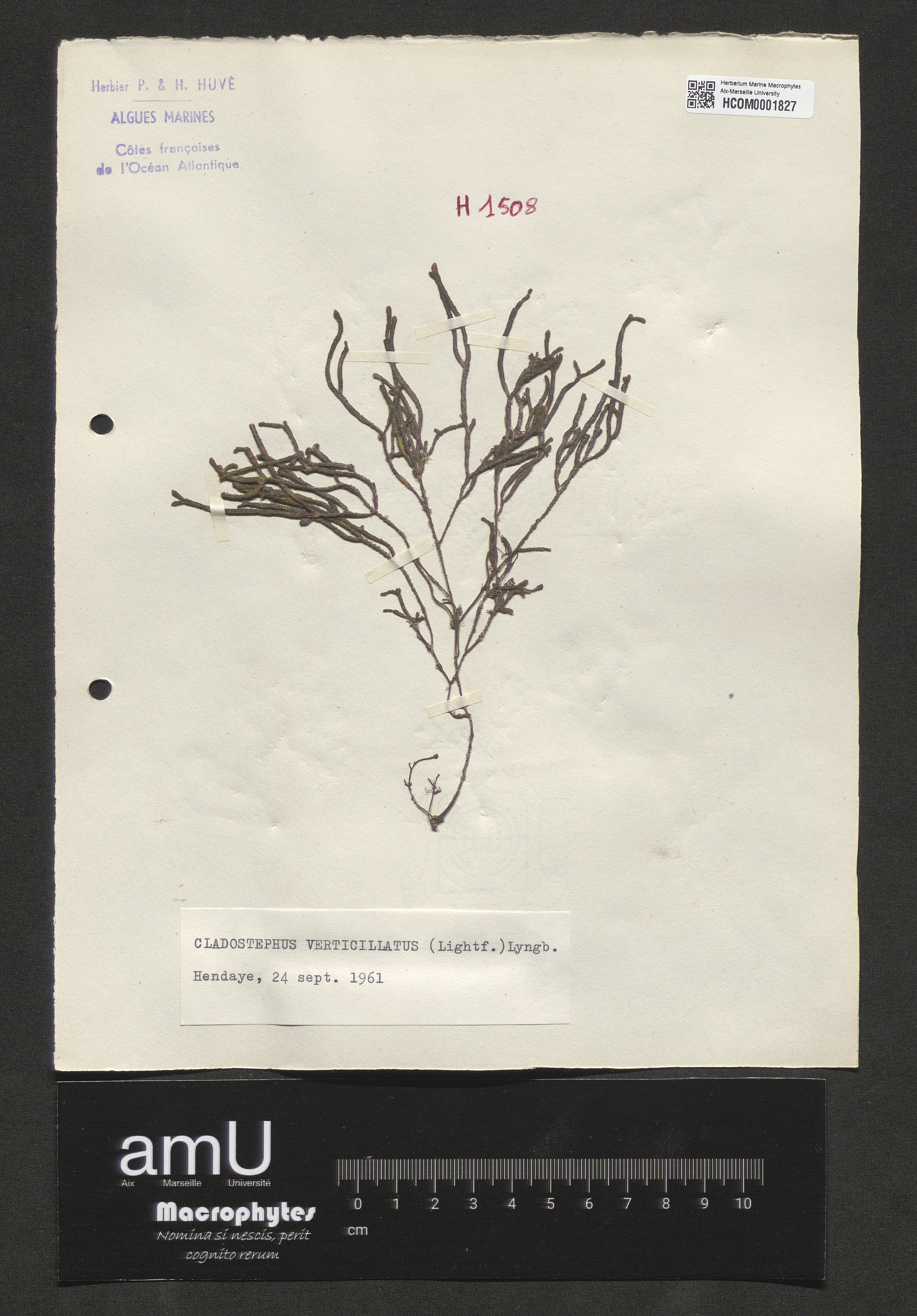 Cladostephus verticillatus specimen