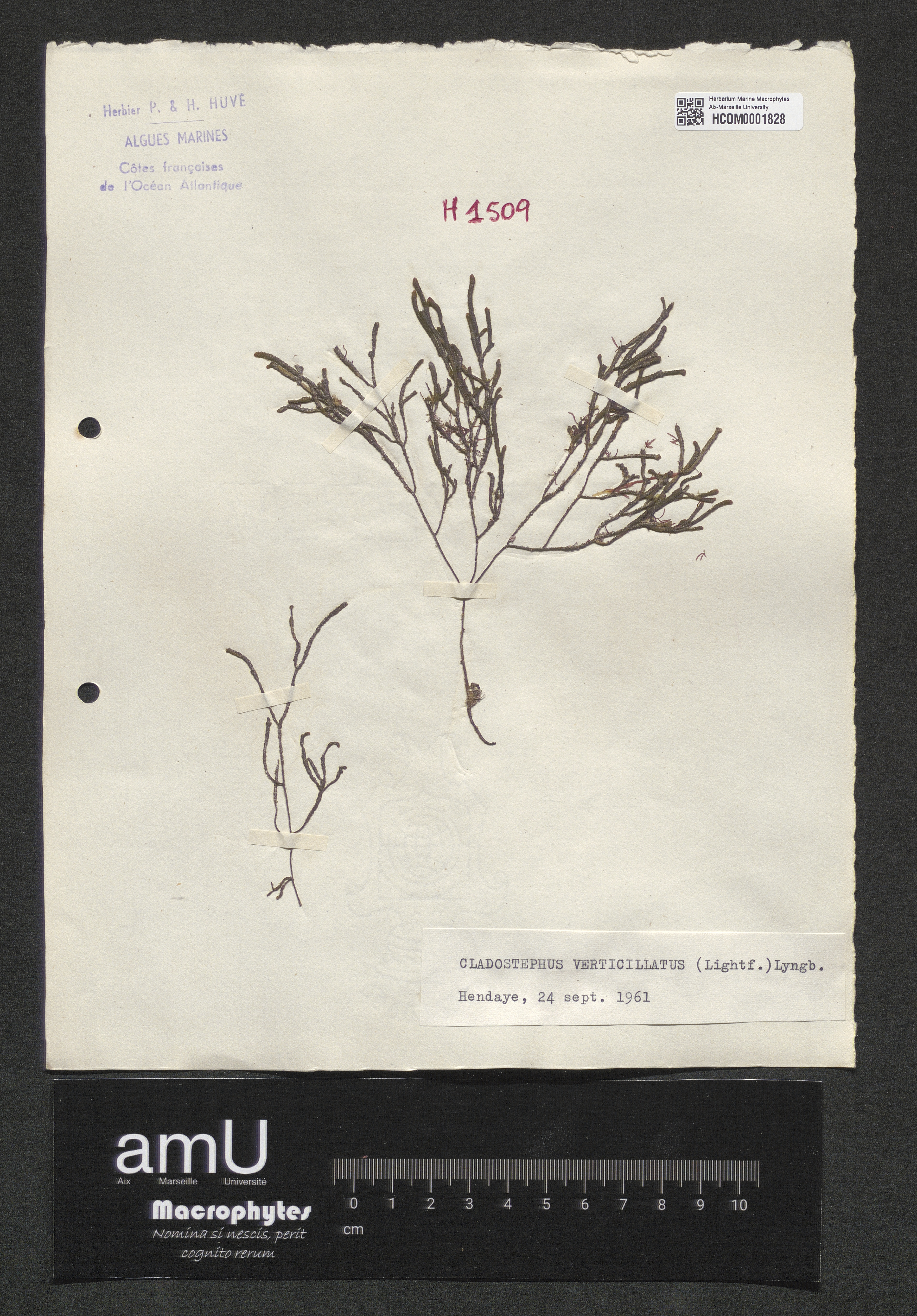 Cladostephus verticillatus specimen