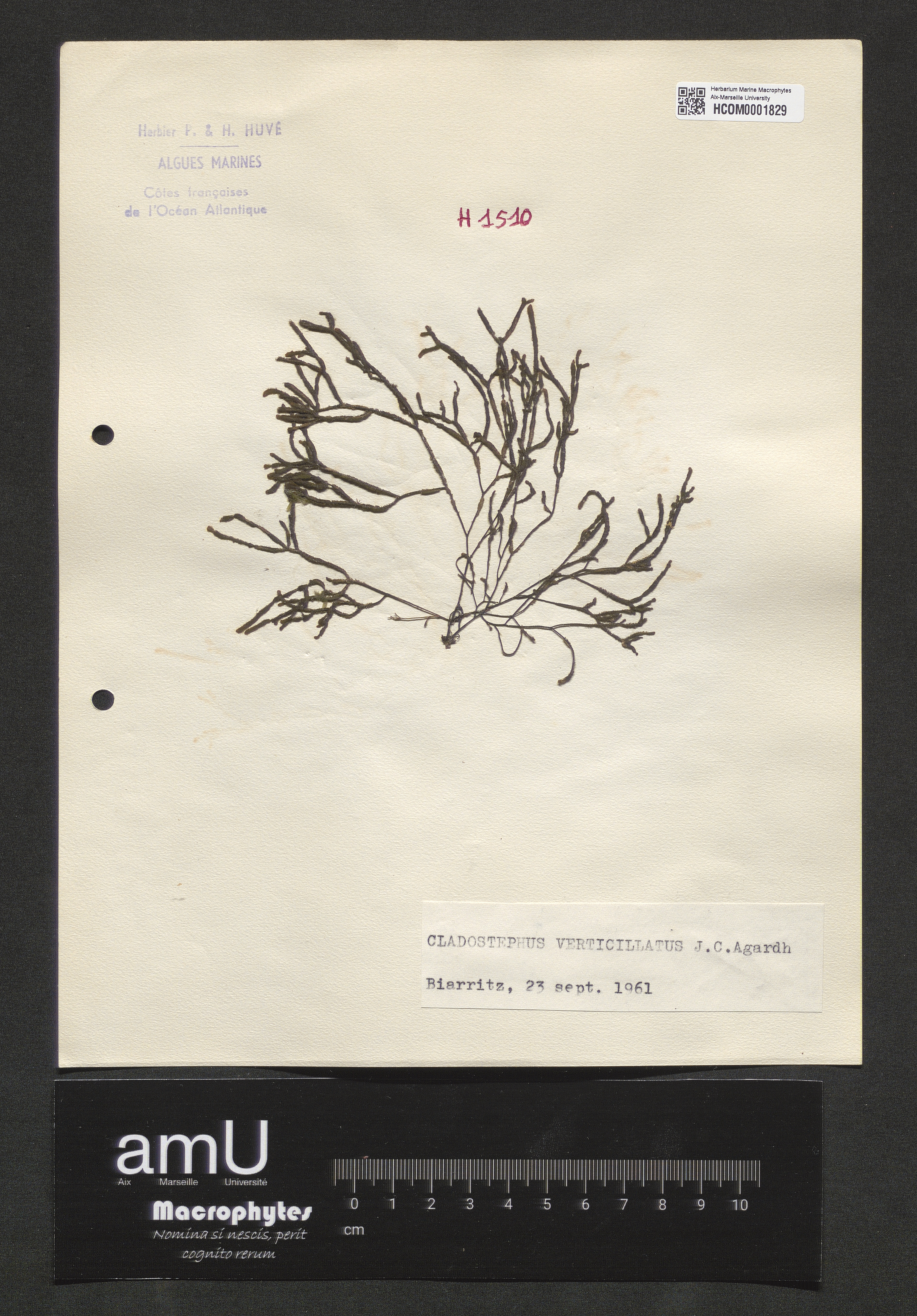 Cladostephus verticillatus specimen