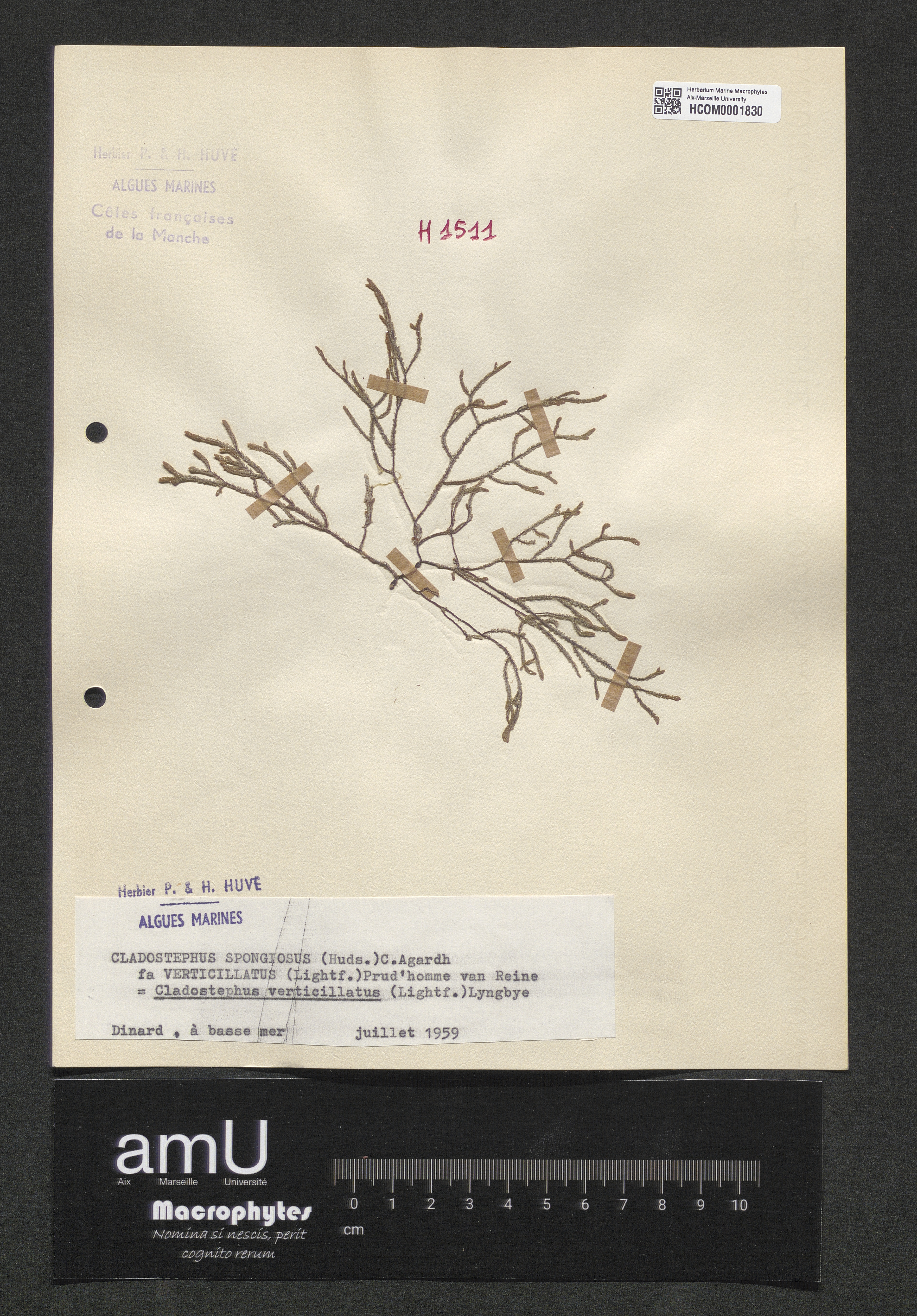 Cladostephus verticillatus specimen