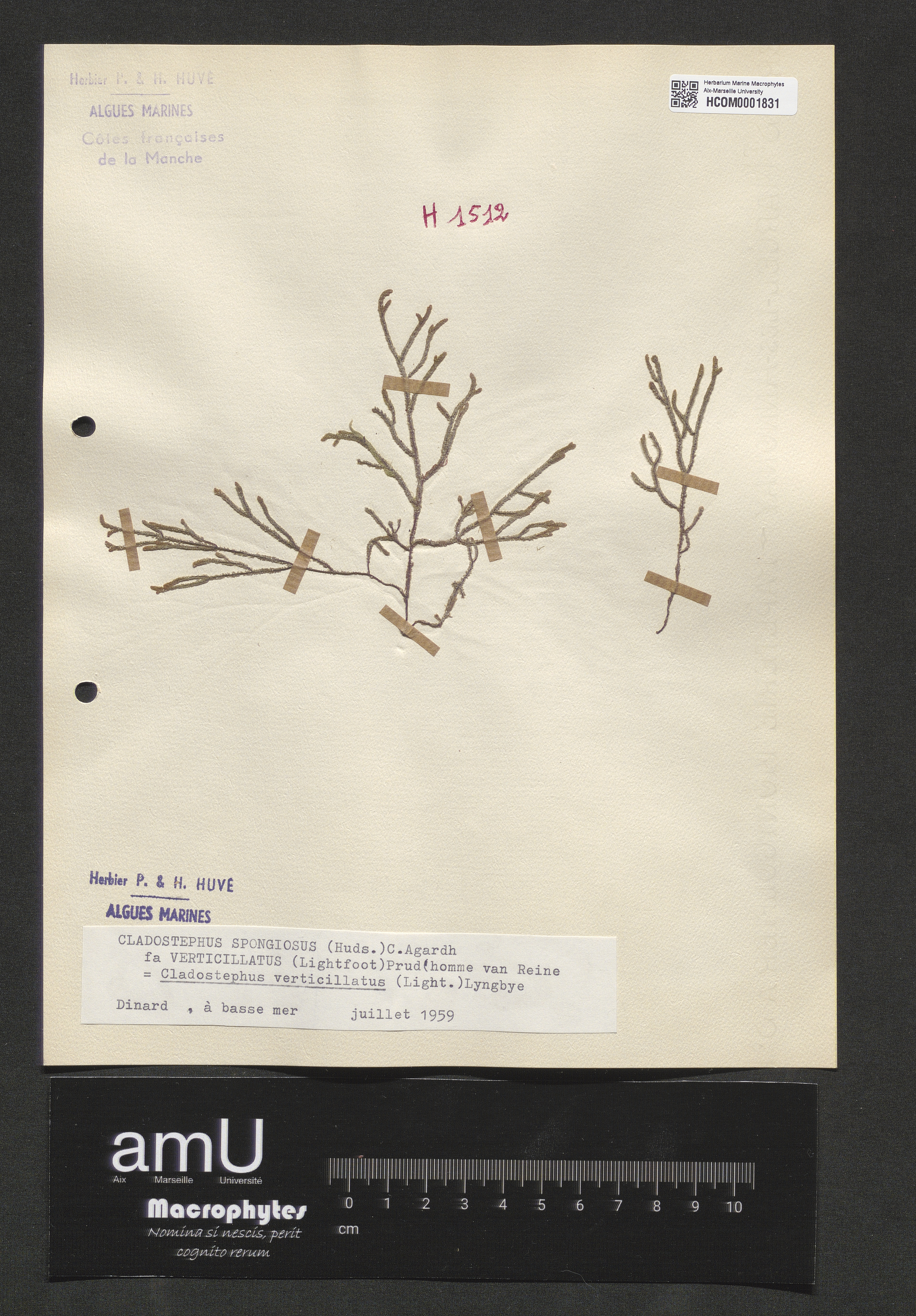 Cladostephus verticillatus specimen