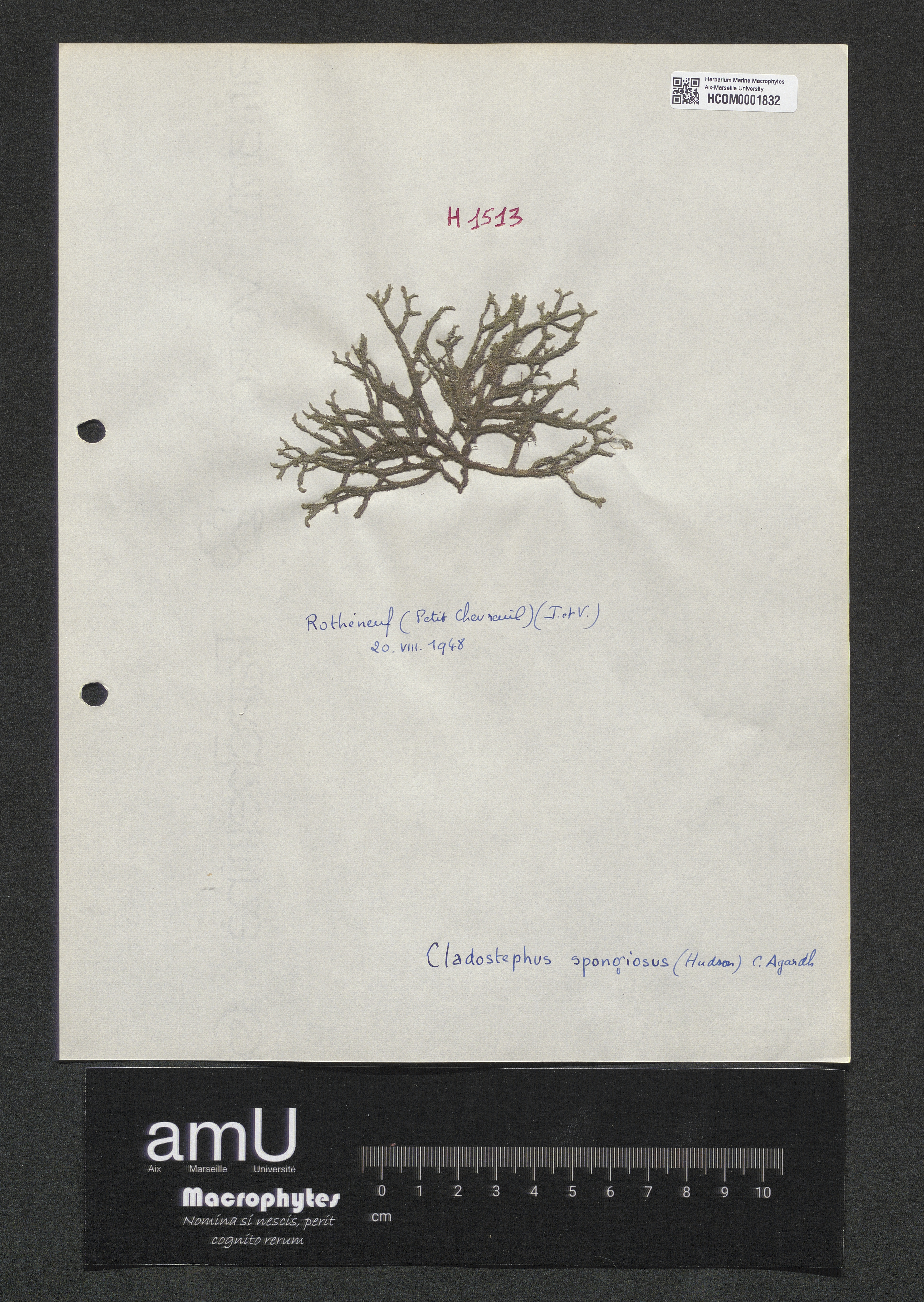 Cladostephus spongiosus specimen