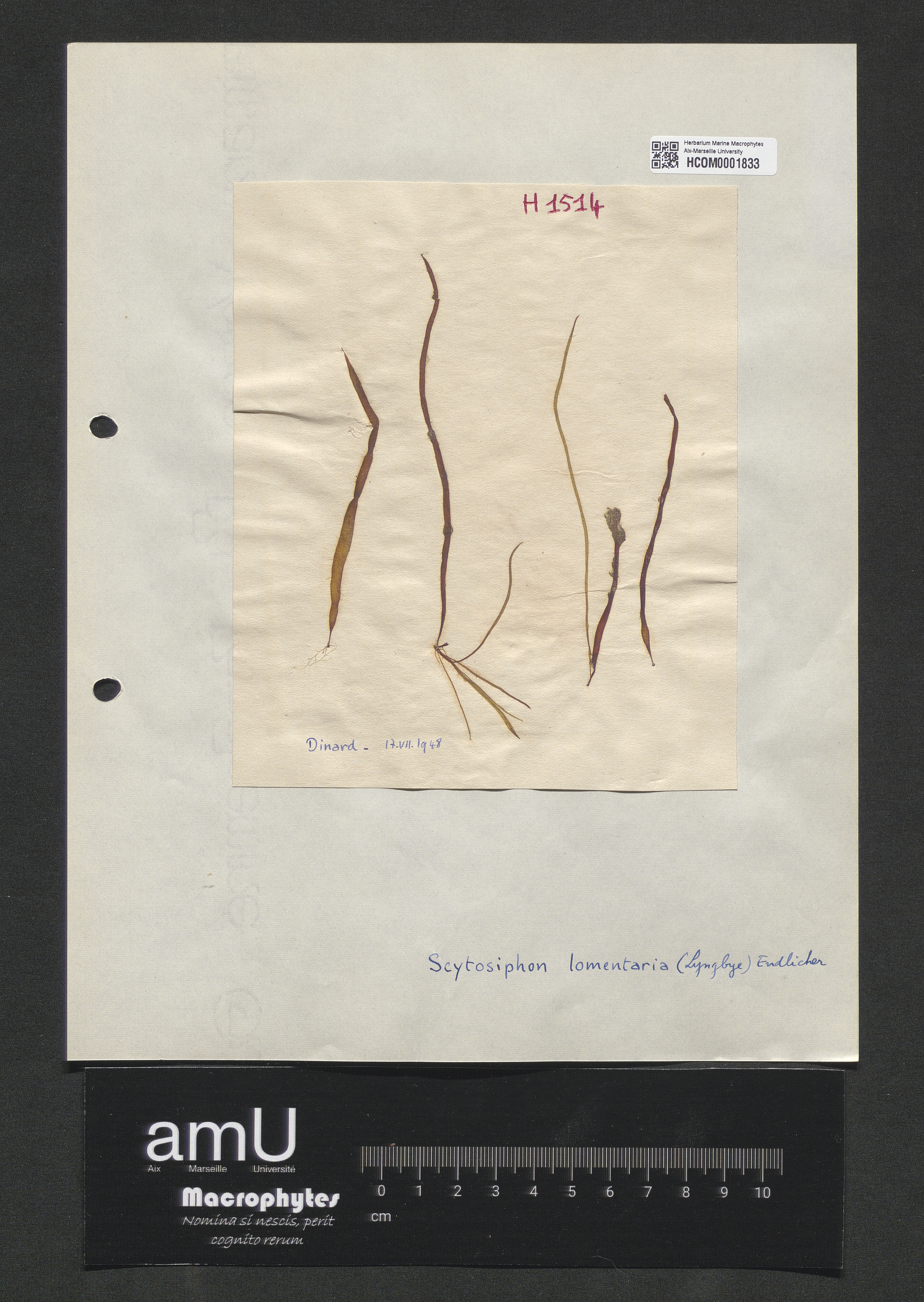 Scytosiphon lomentaria specimen