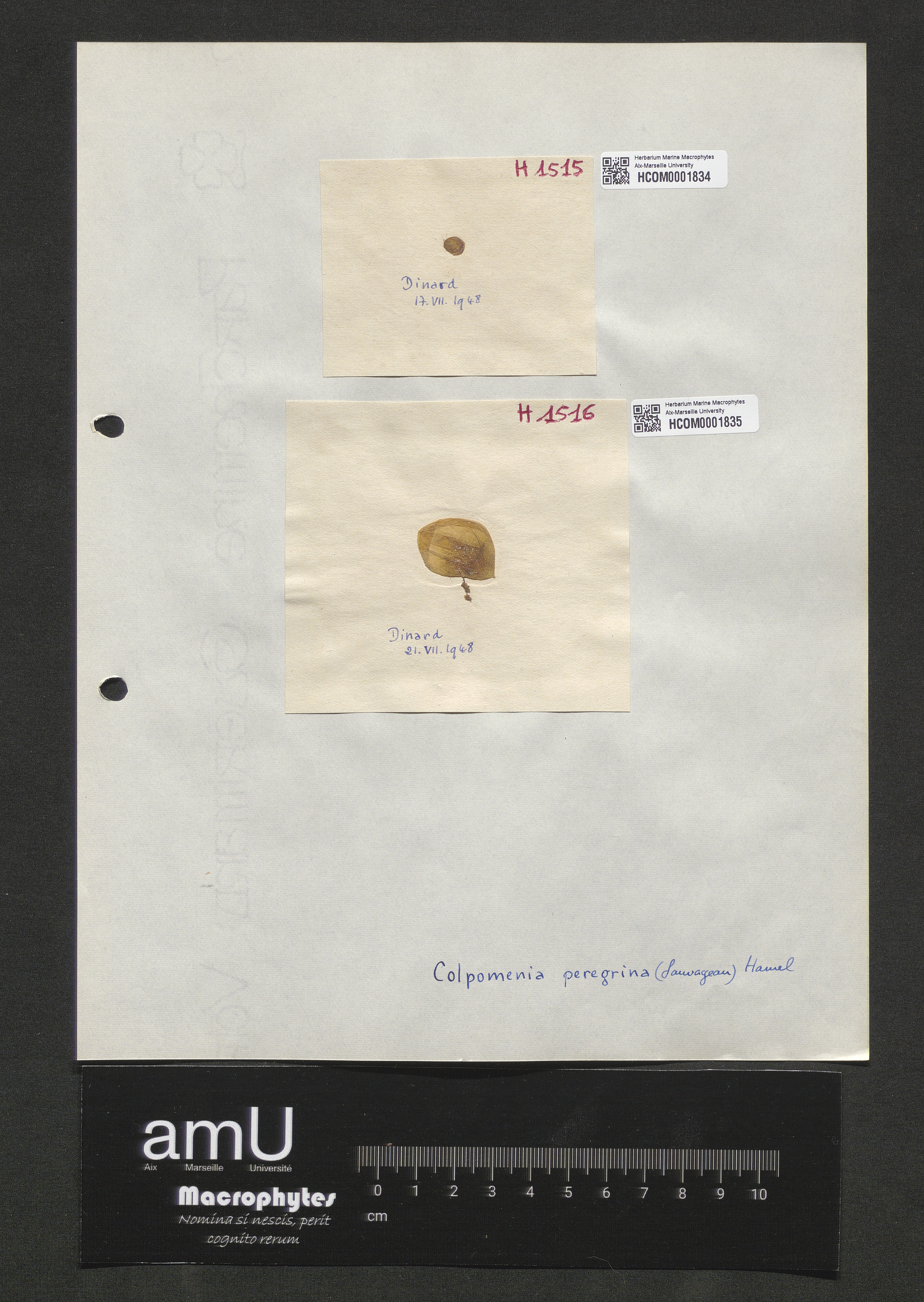Colpomenia peregrina specimen