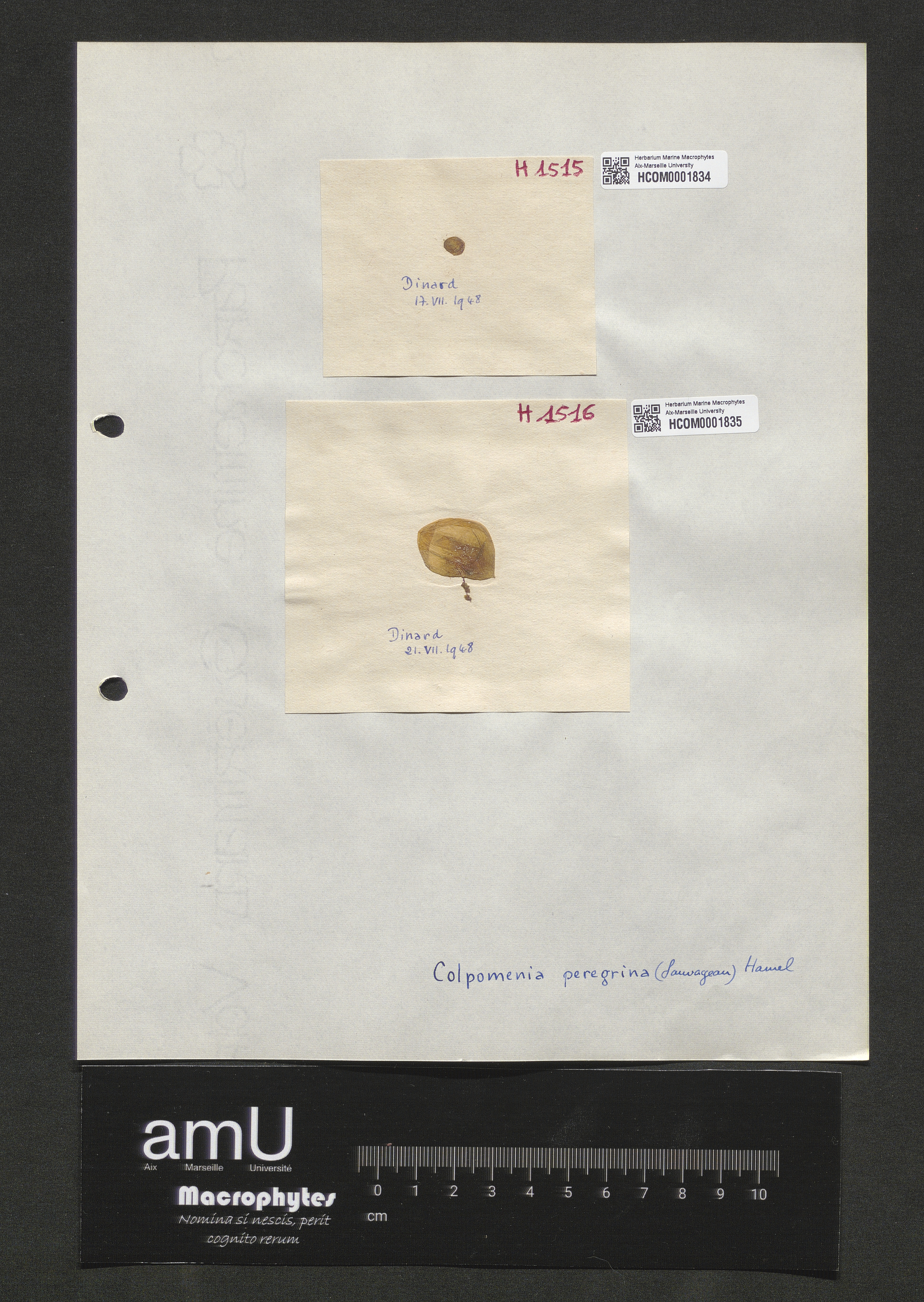 Colpomenia peregrina specimen