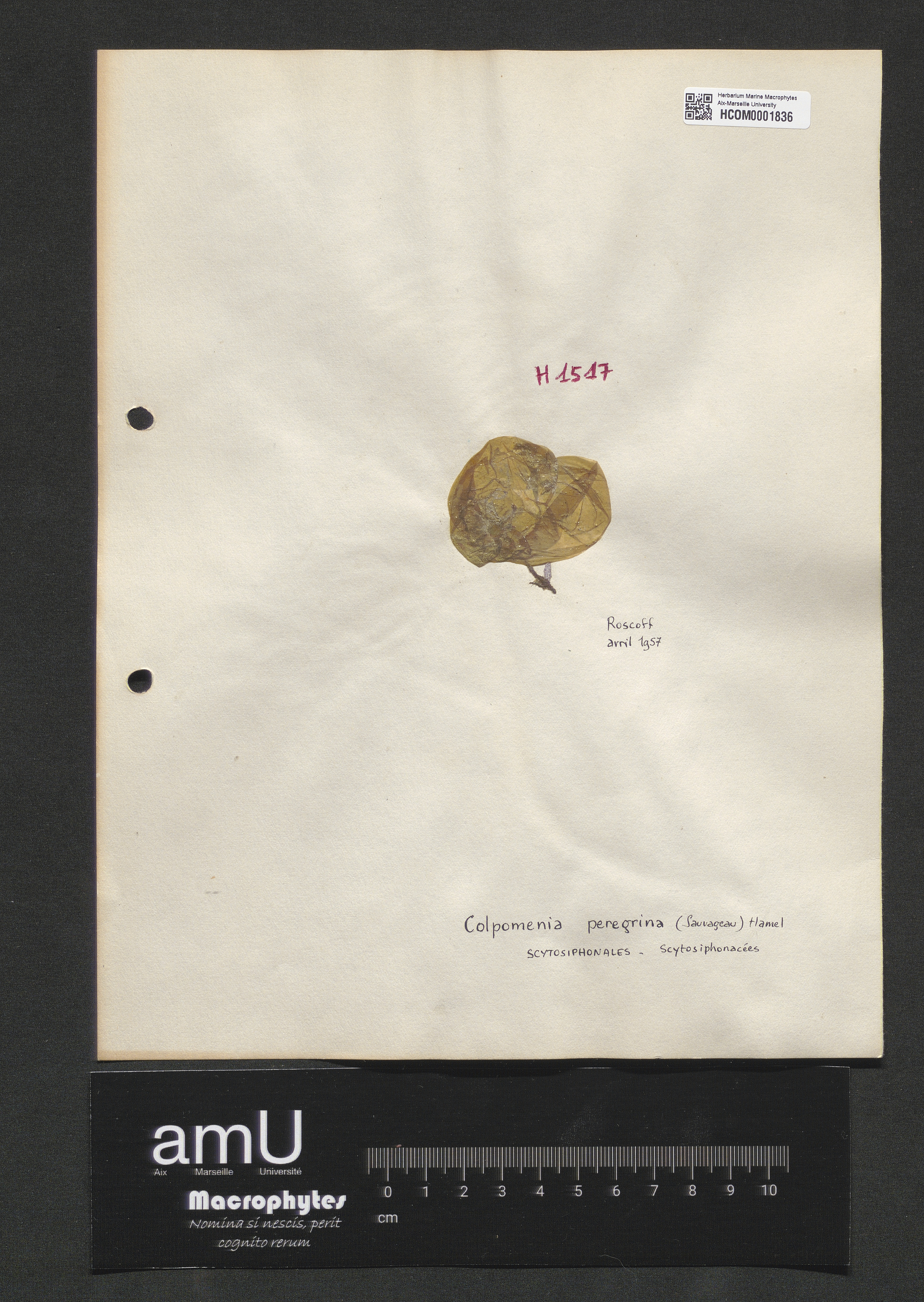 Colpomenia peregrina specimen