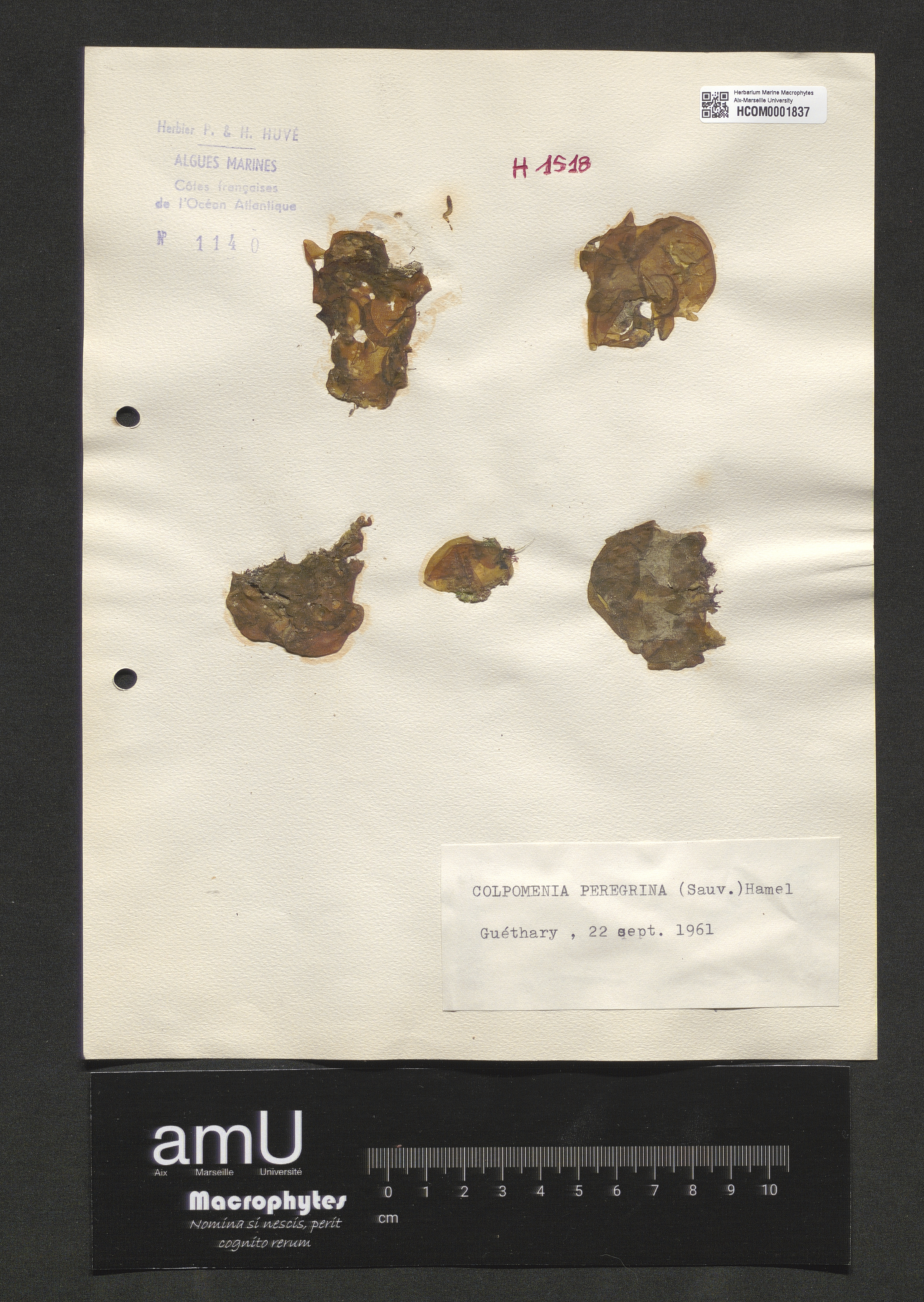 Colpomenia peregrina specimen