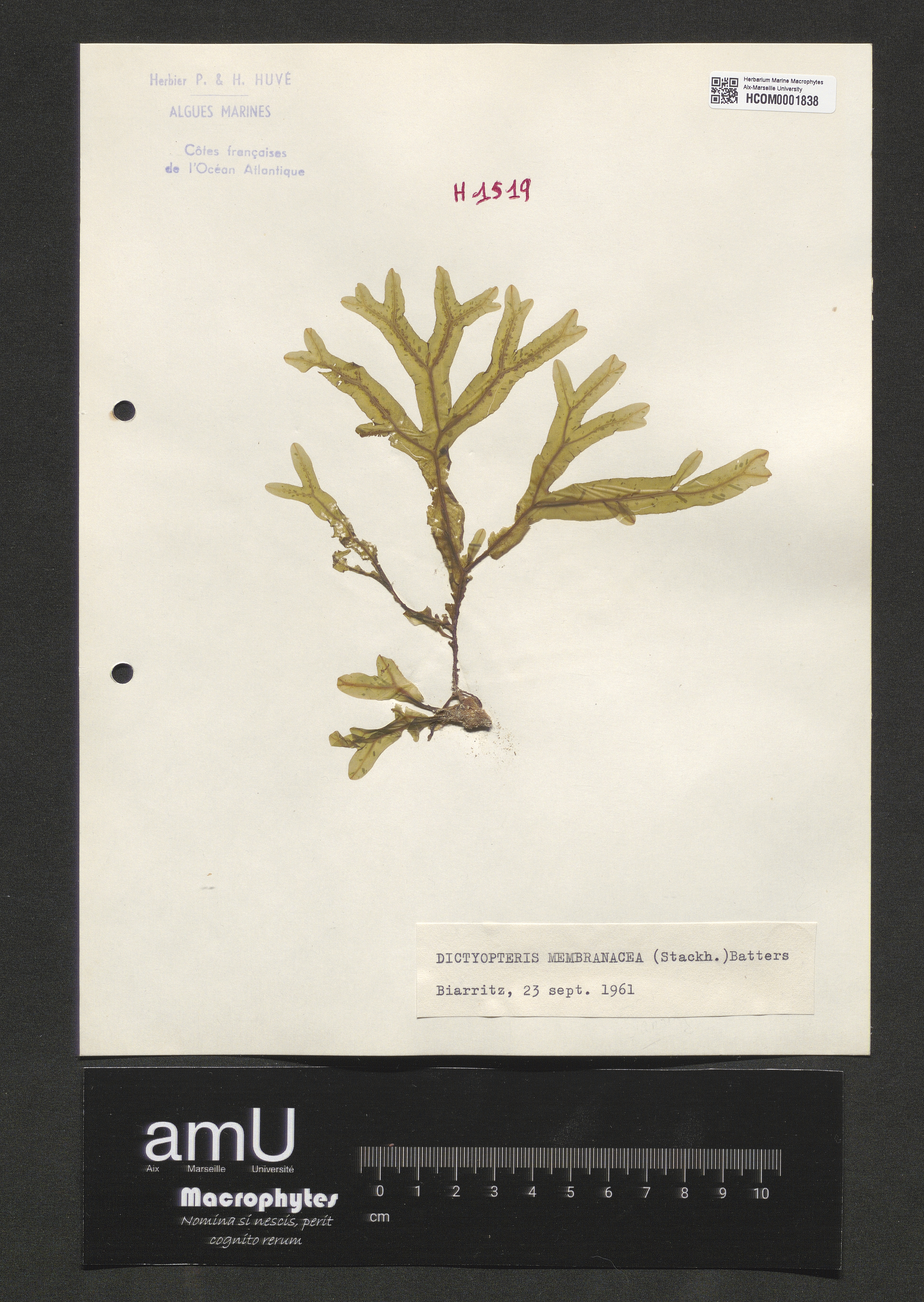 Dictyopteris membranacea specimen