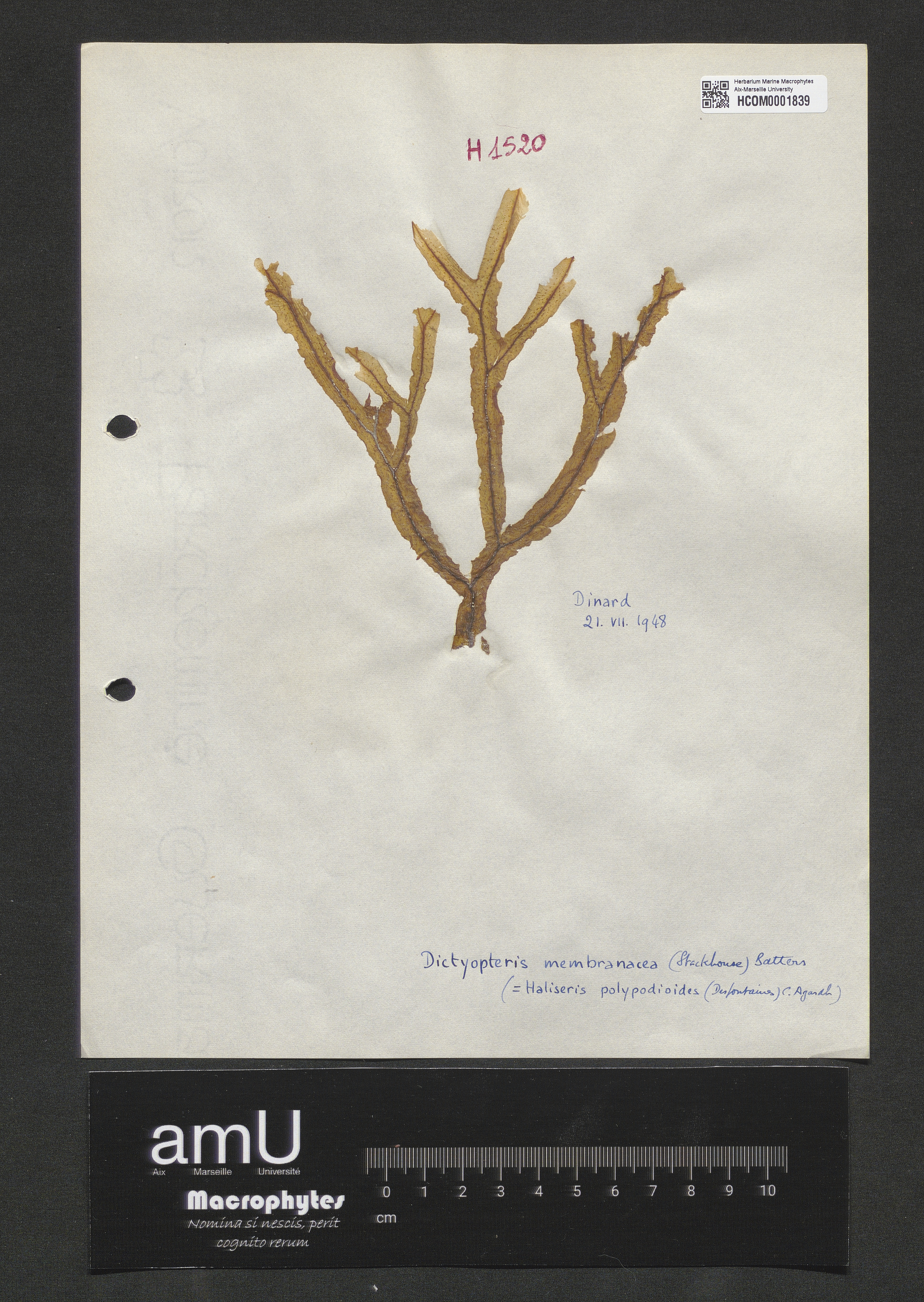 Dictyopteris membranacea specimen