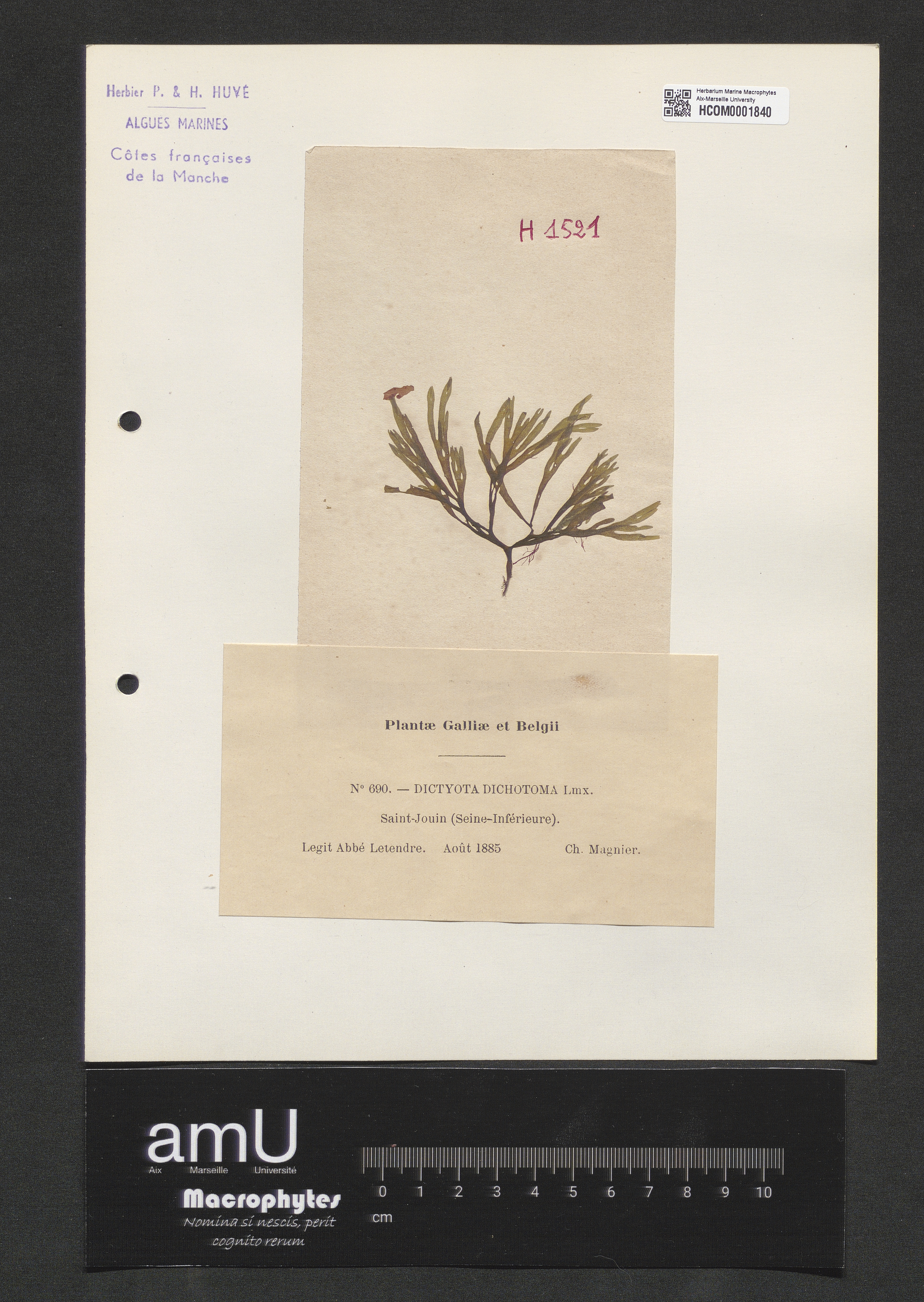 Dictyota dichotoma specimen