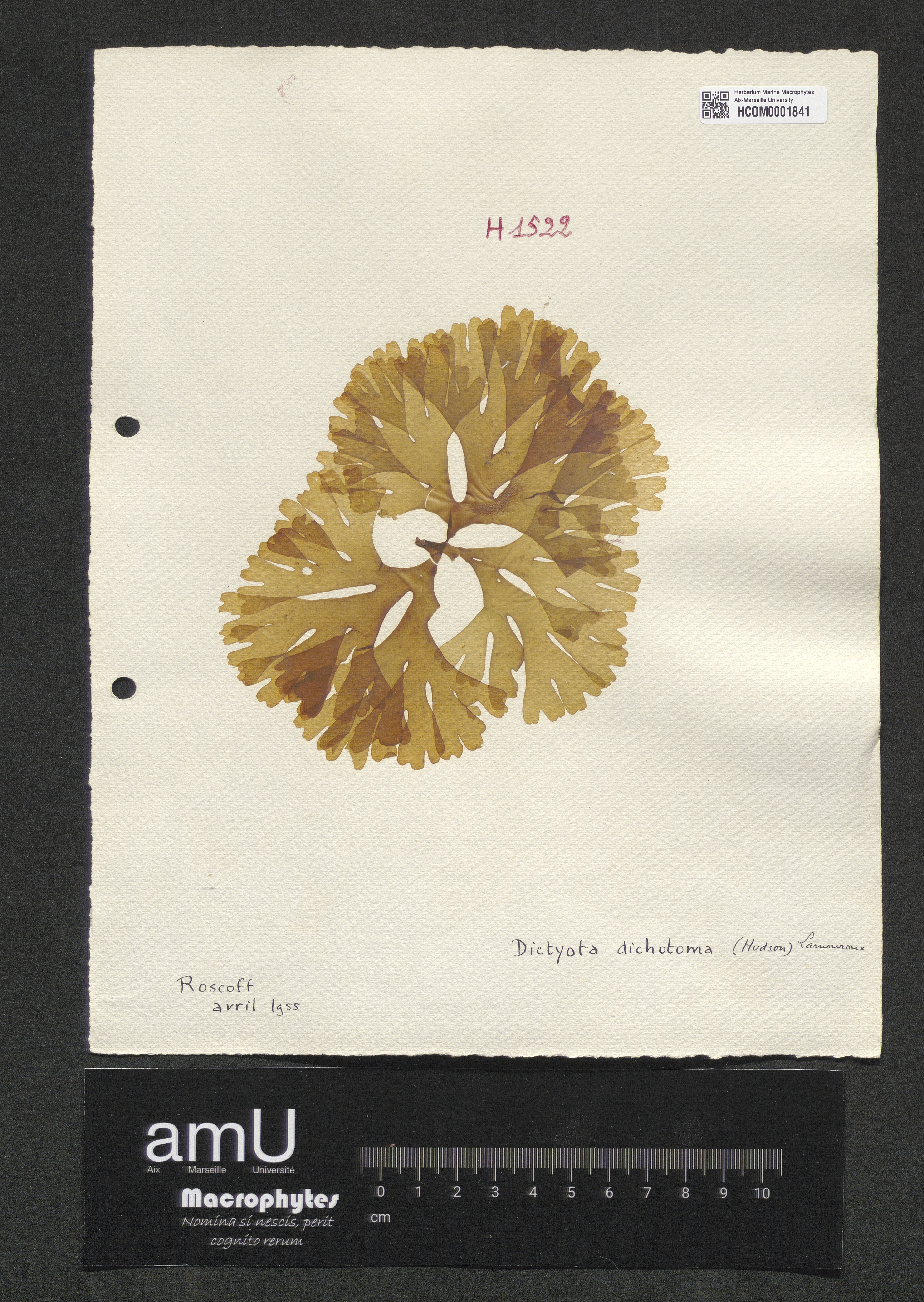 Dictyota dichotoma specimen