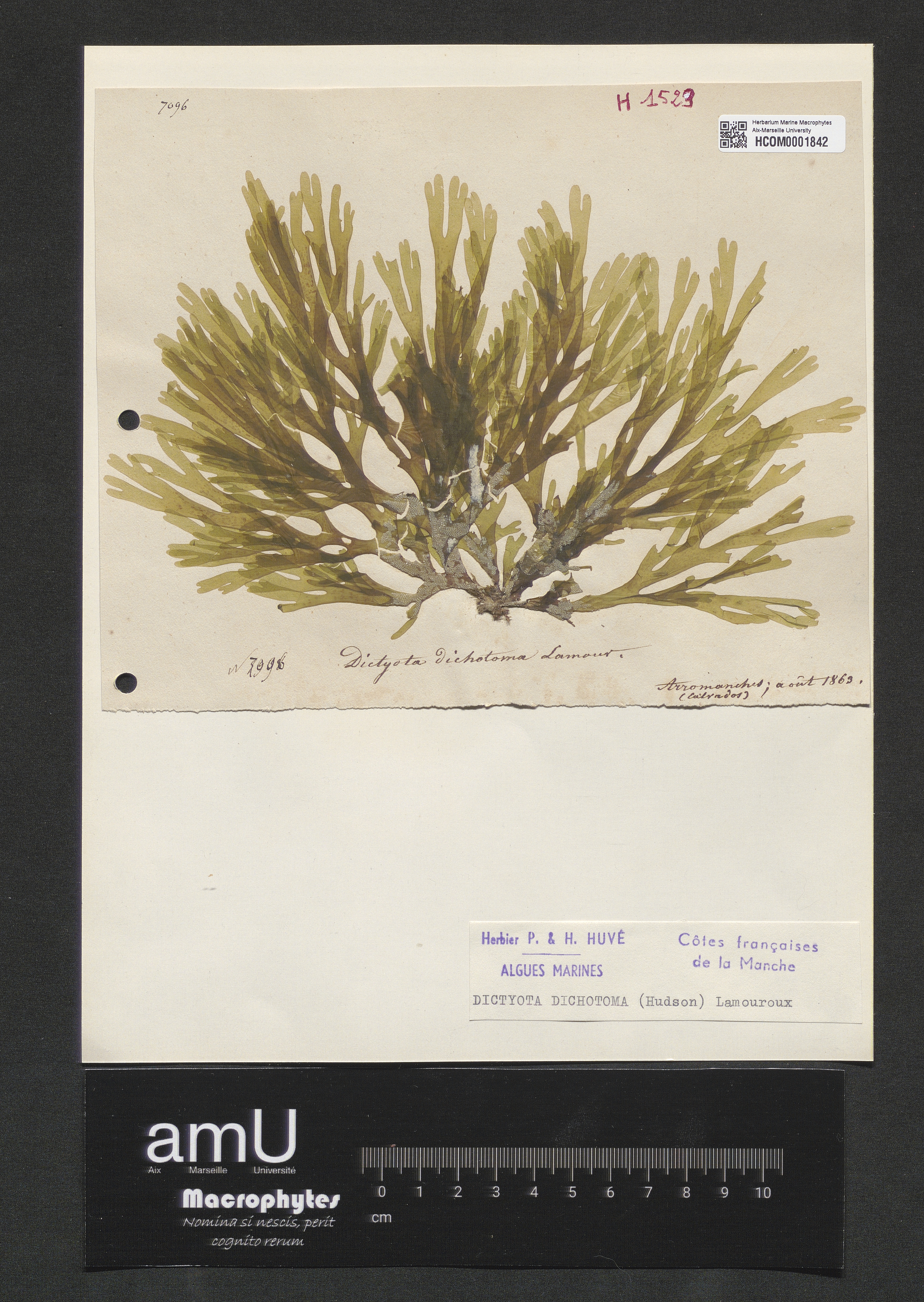 Dictyota dichotoma specimen