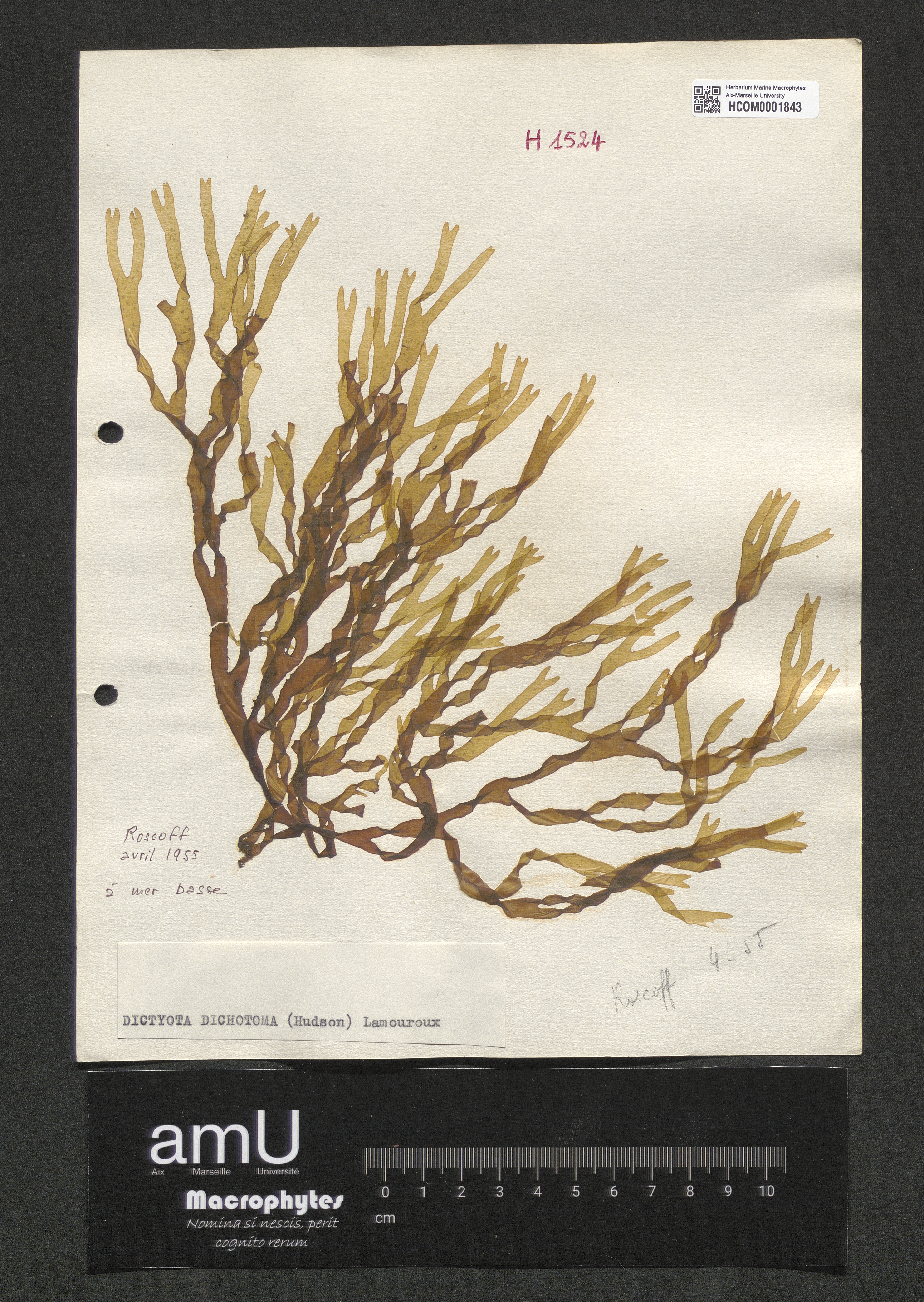 Dictyota dichotoma specimen