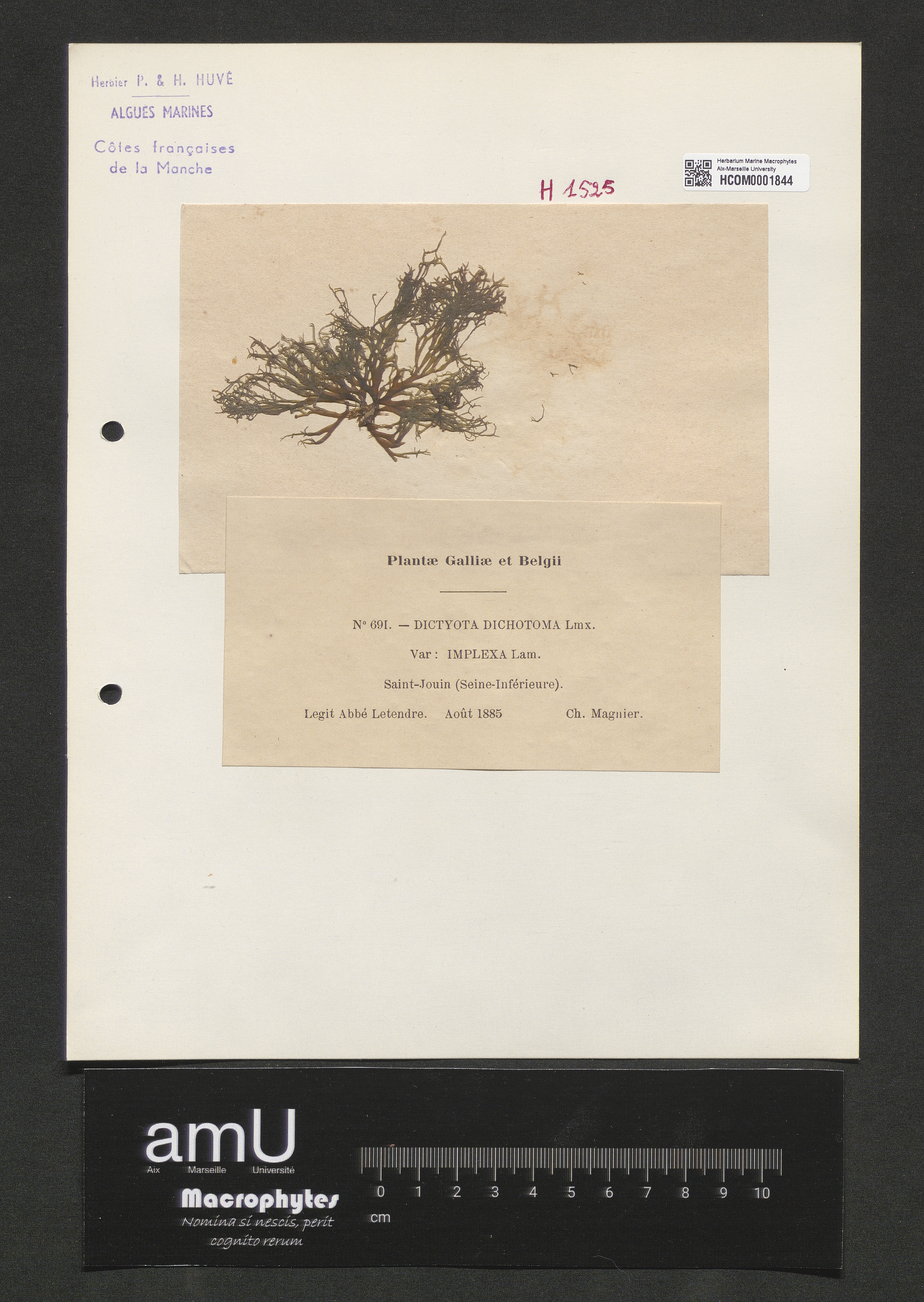 Dictyota dichotoma var. implexa Lam. specimen