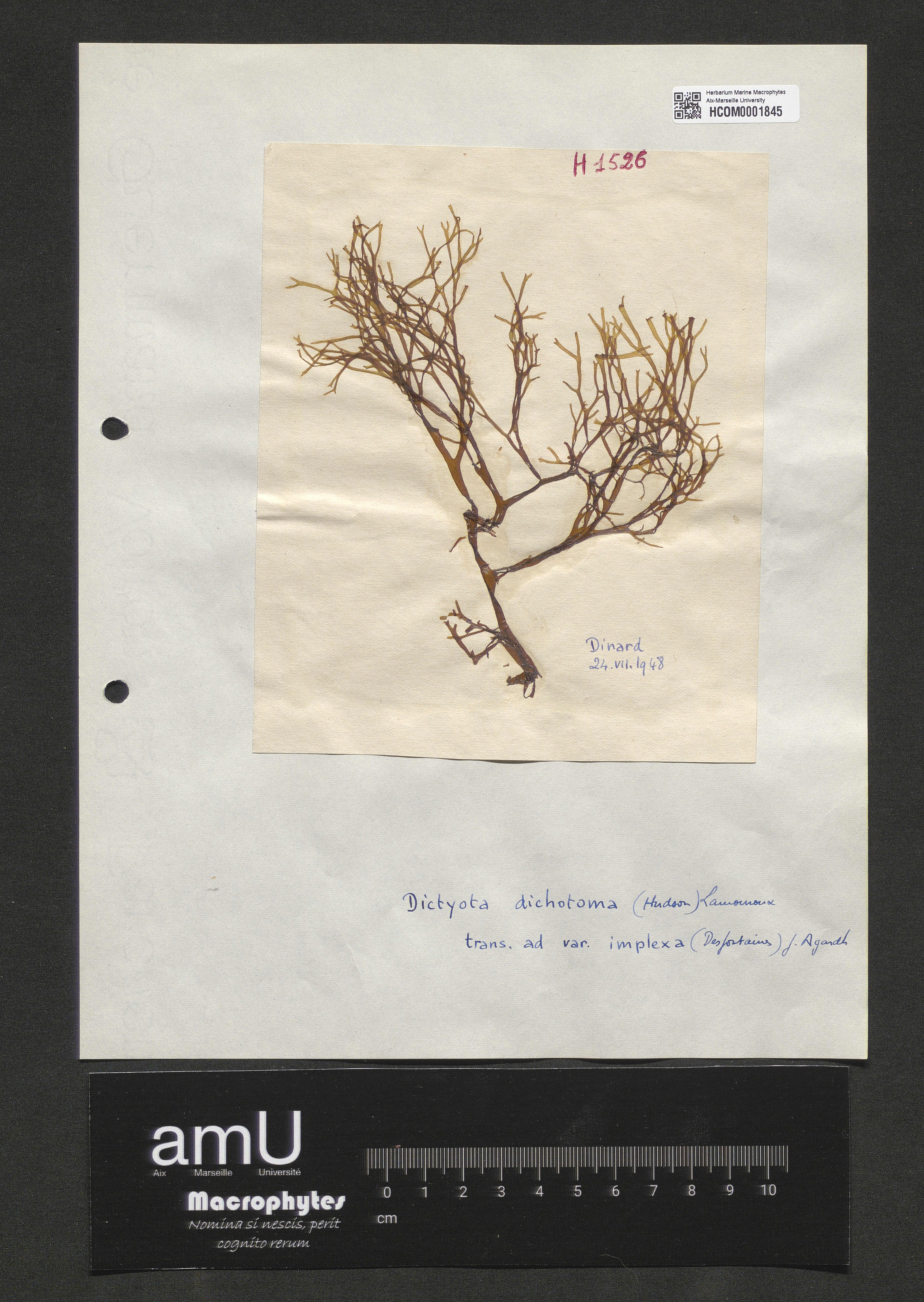 Dictyota dichotoma trans. ad var. implexa specimen