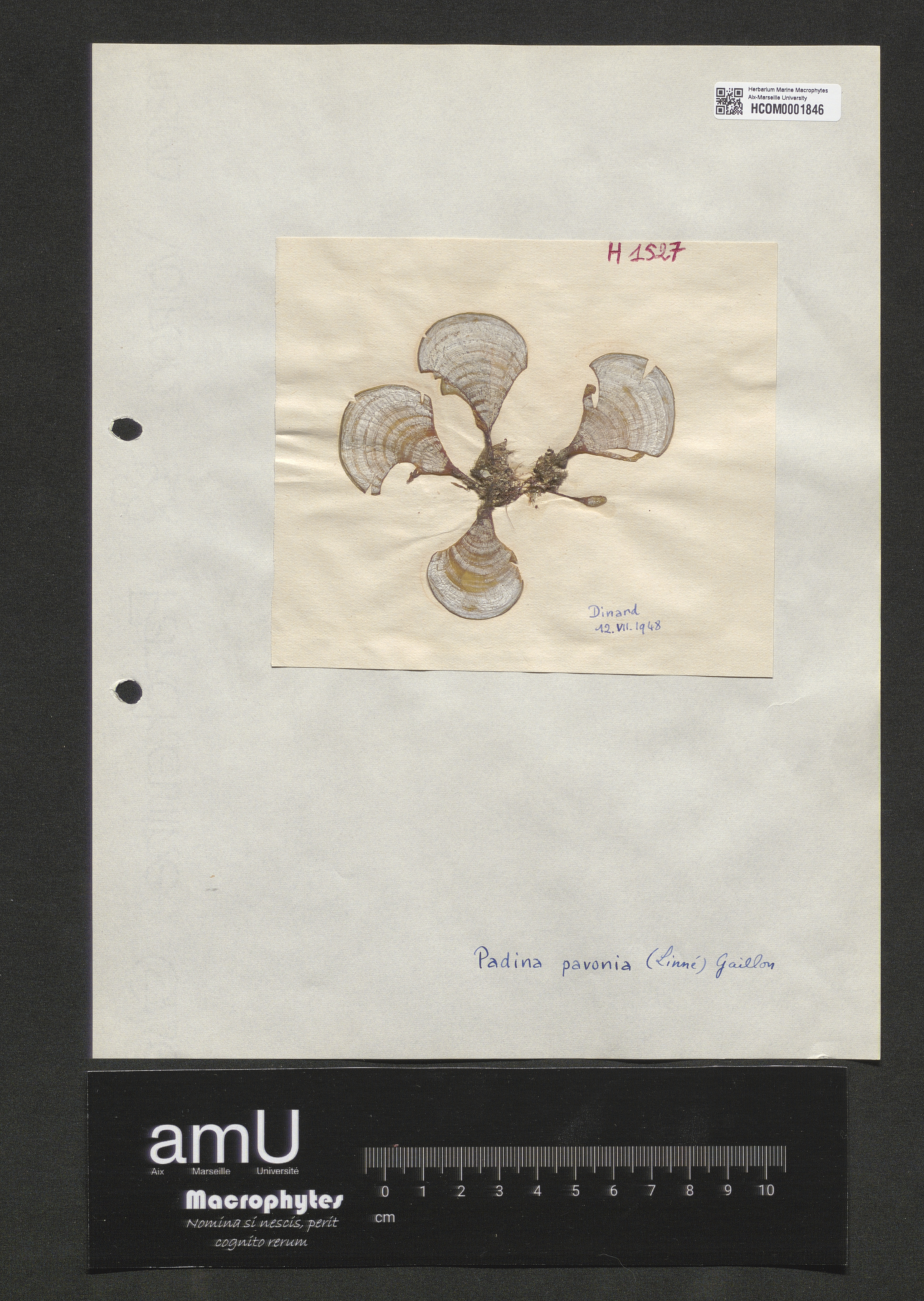Padina pavonia specimen