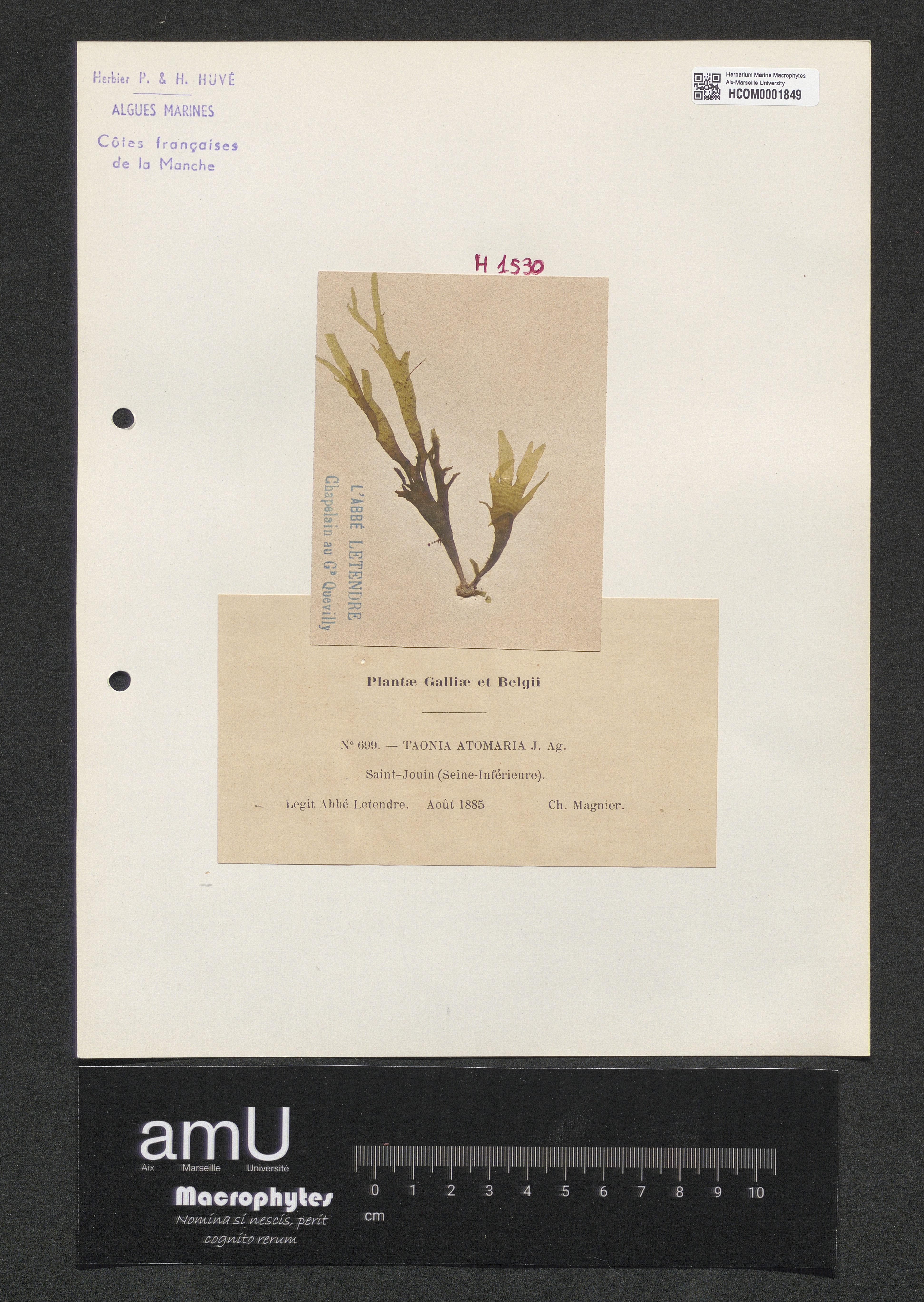 Taonia atomaria specimen