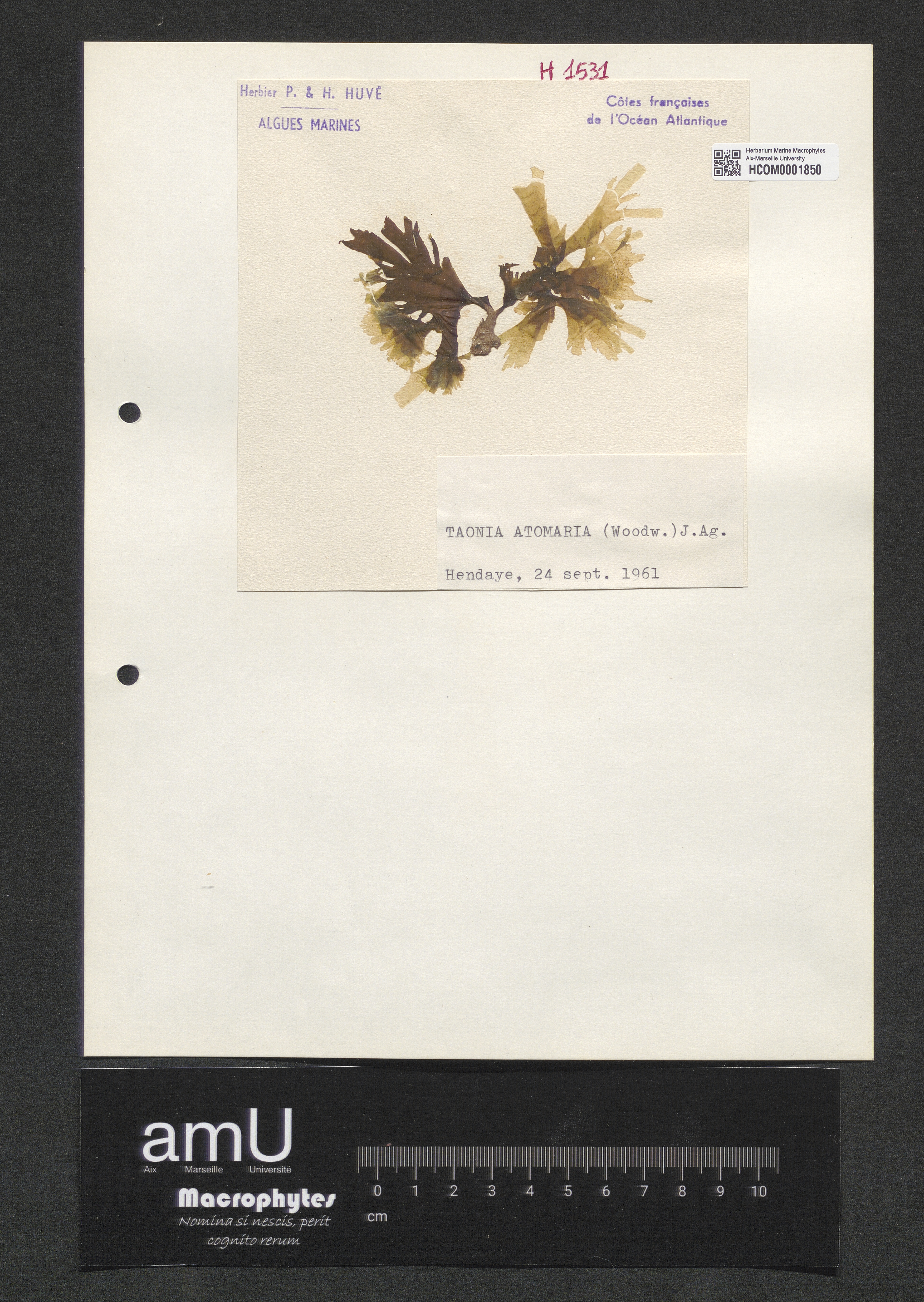 Taonia atomaria specimen