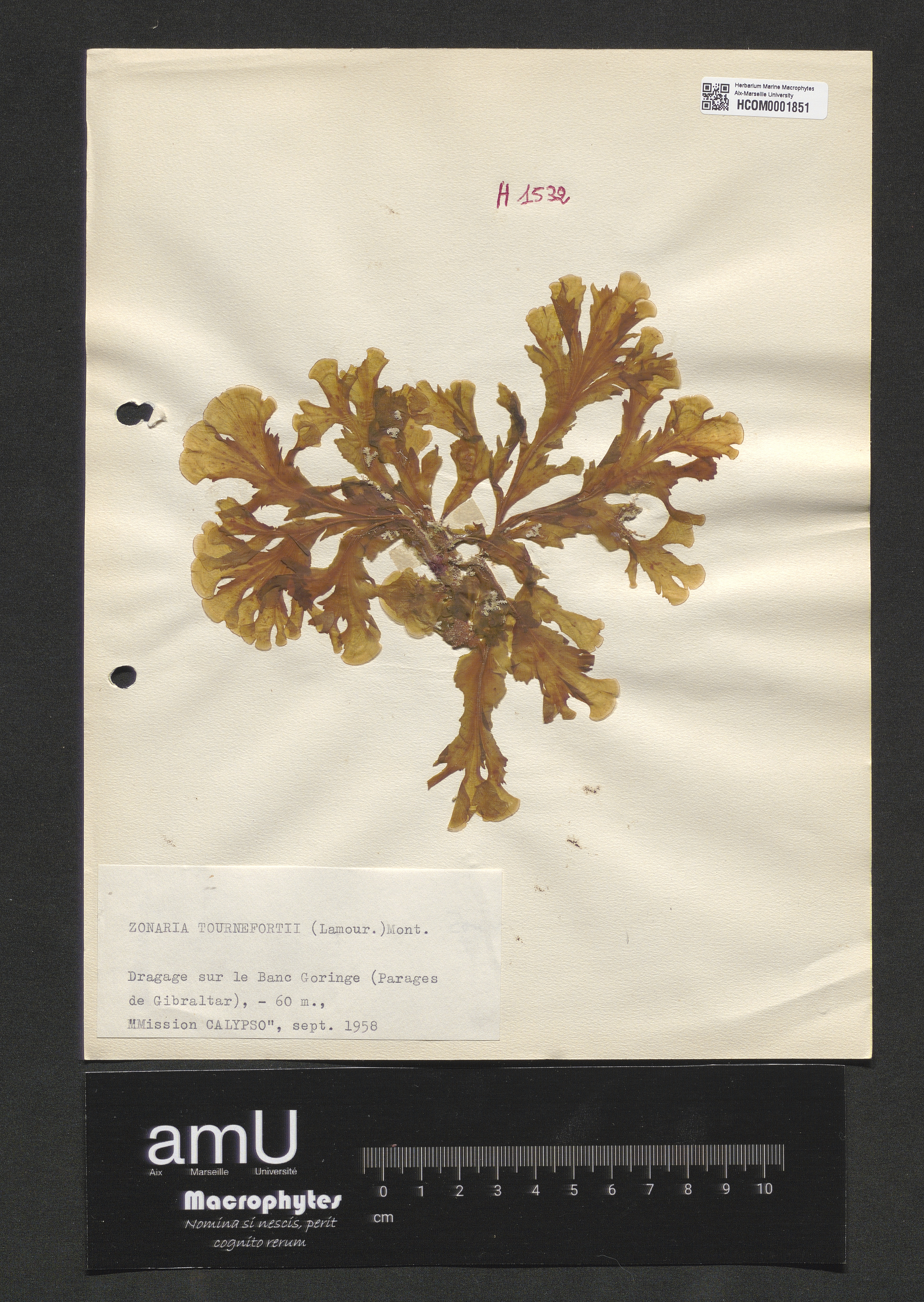 Zonaria tournefortii specimen