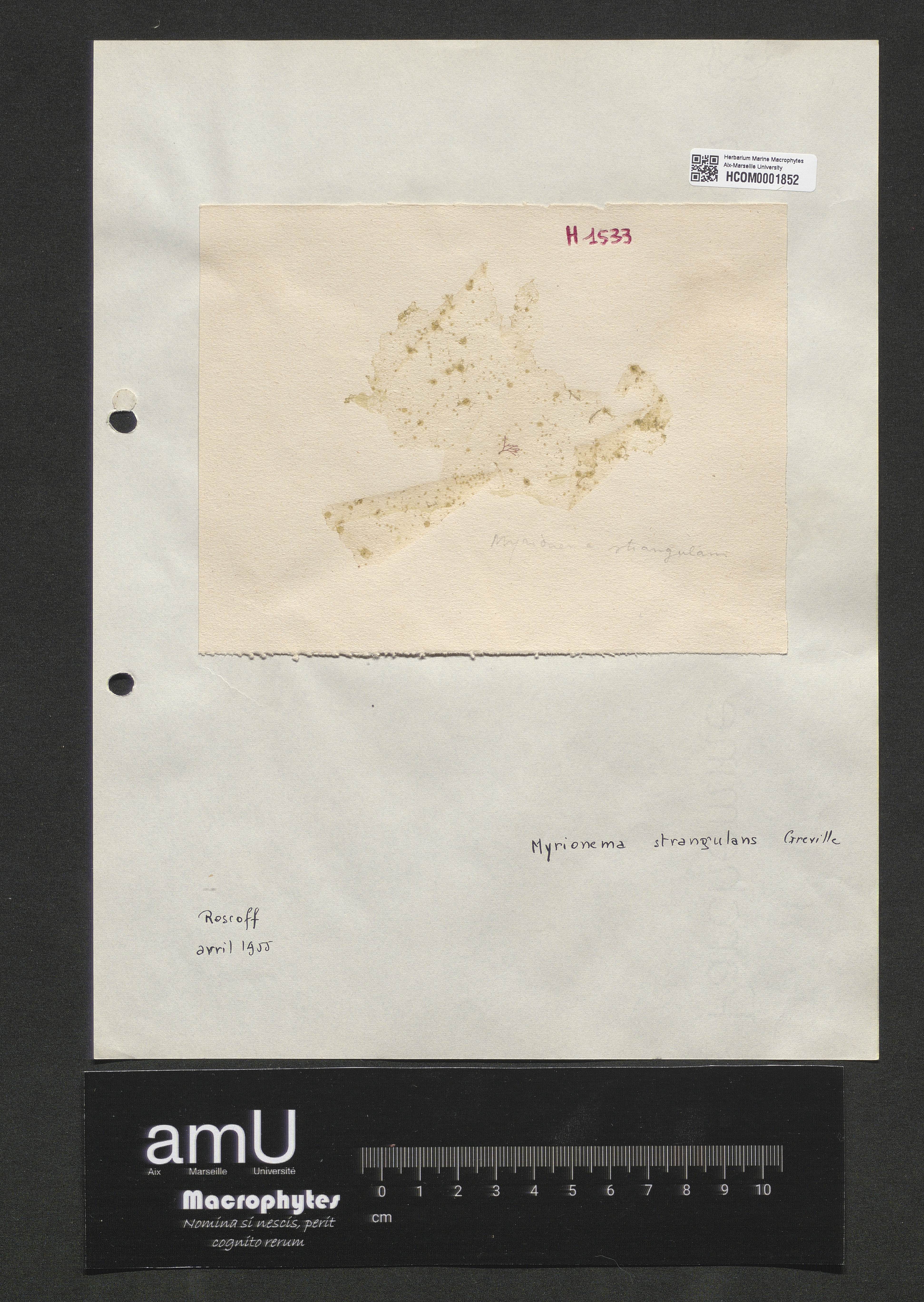 Myrionema strangulans specimen