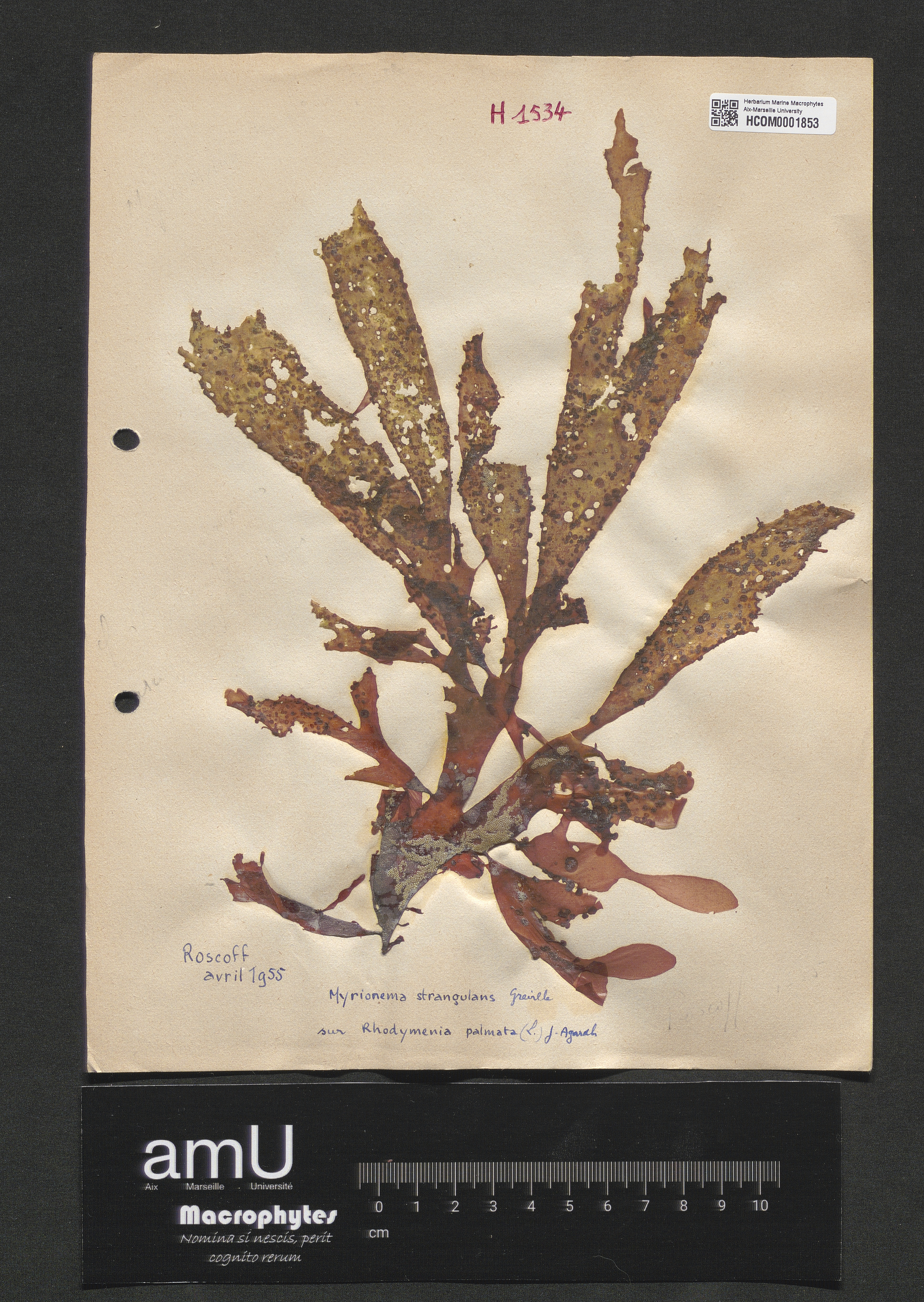 Myrionema strangulans specimen