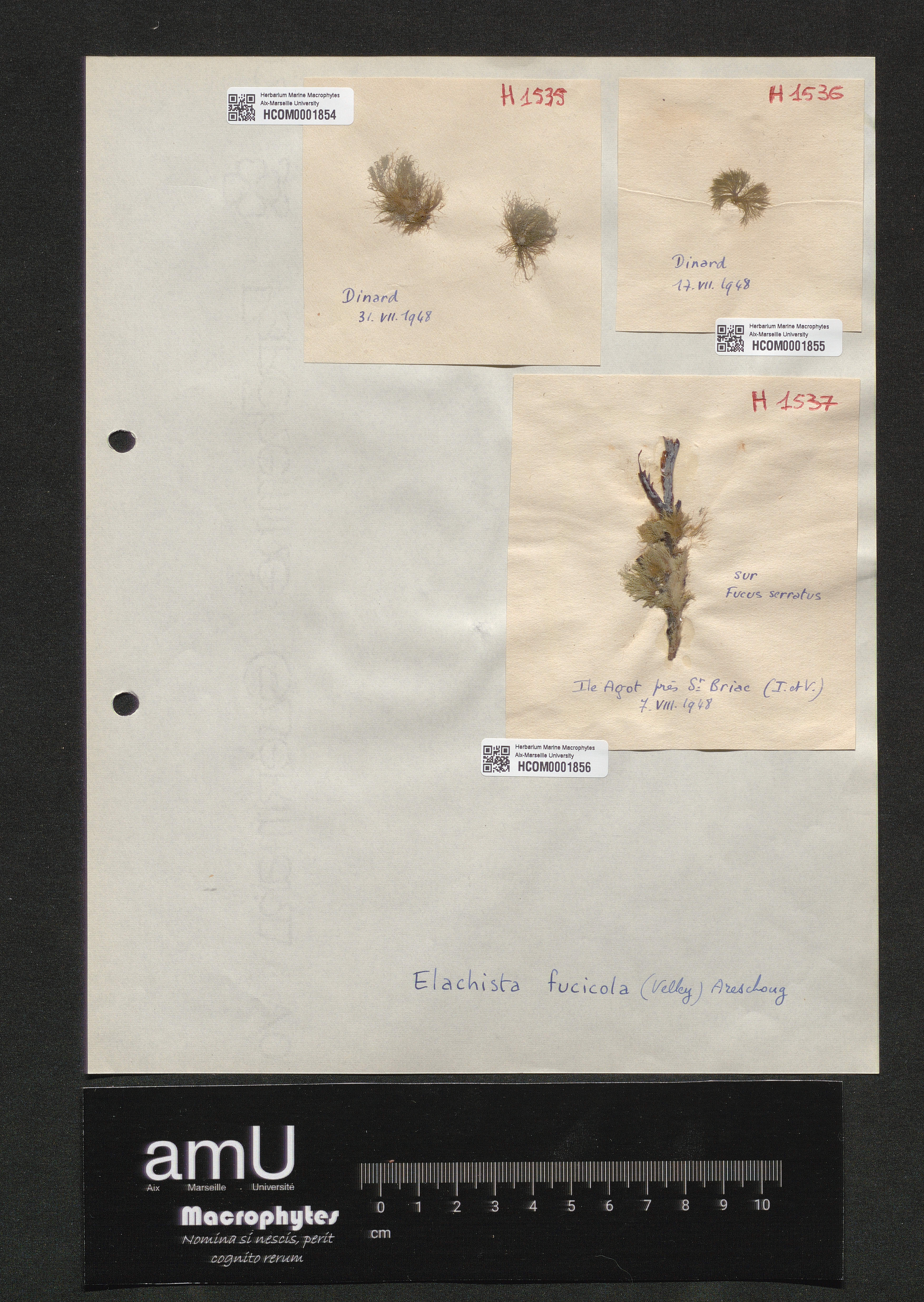 Elachista fucicola specimen