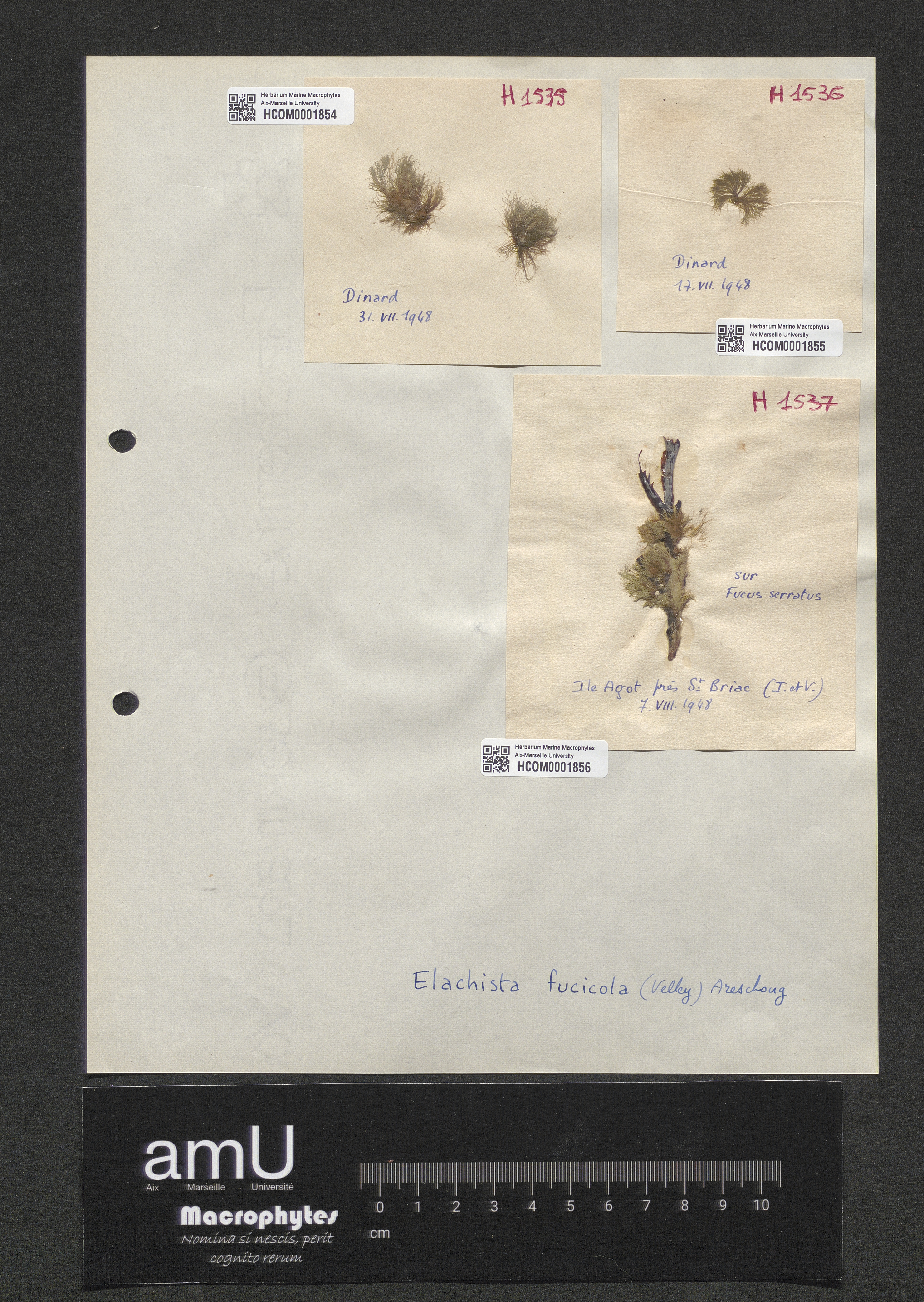 Elachista fucicola specimen