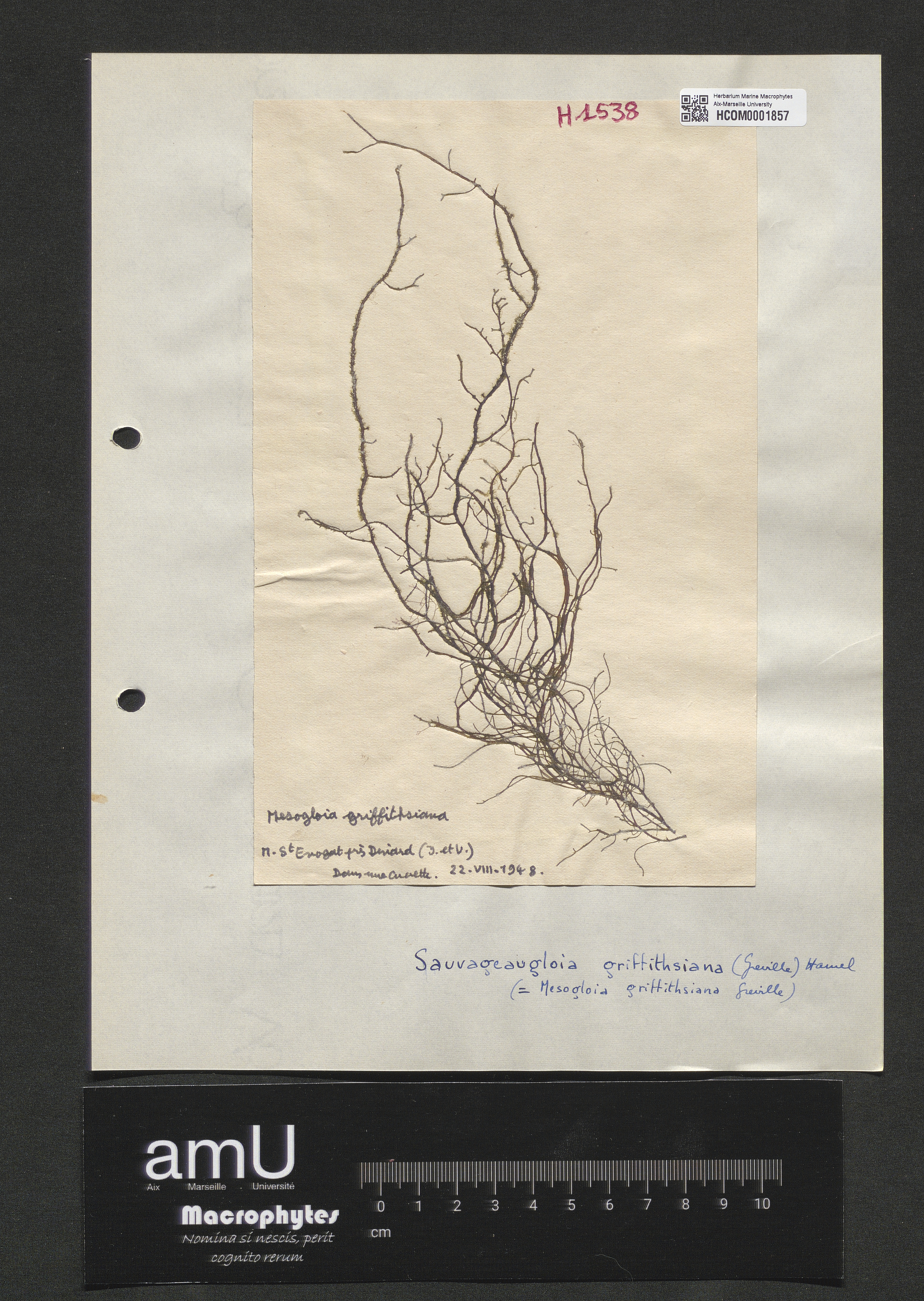 Sauvageaugloia griffithsiana specimen